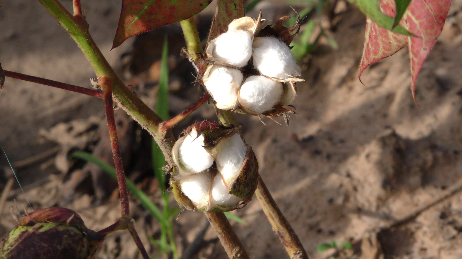 A conventional (non-Bt) cotton crop in Burkina Faso.