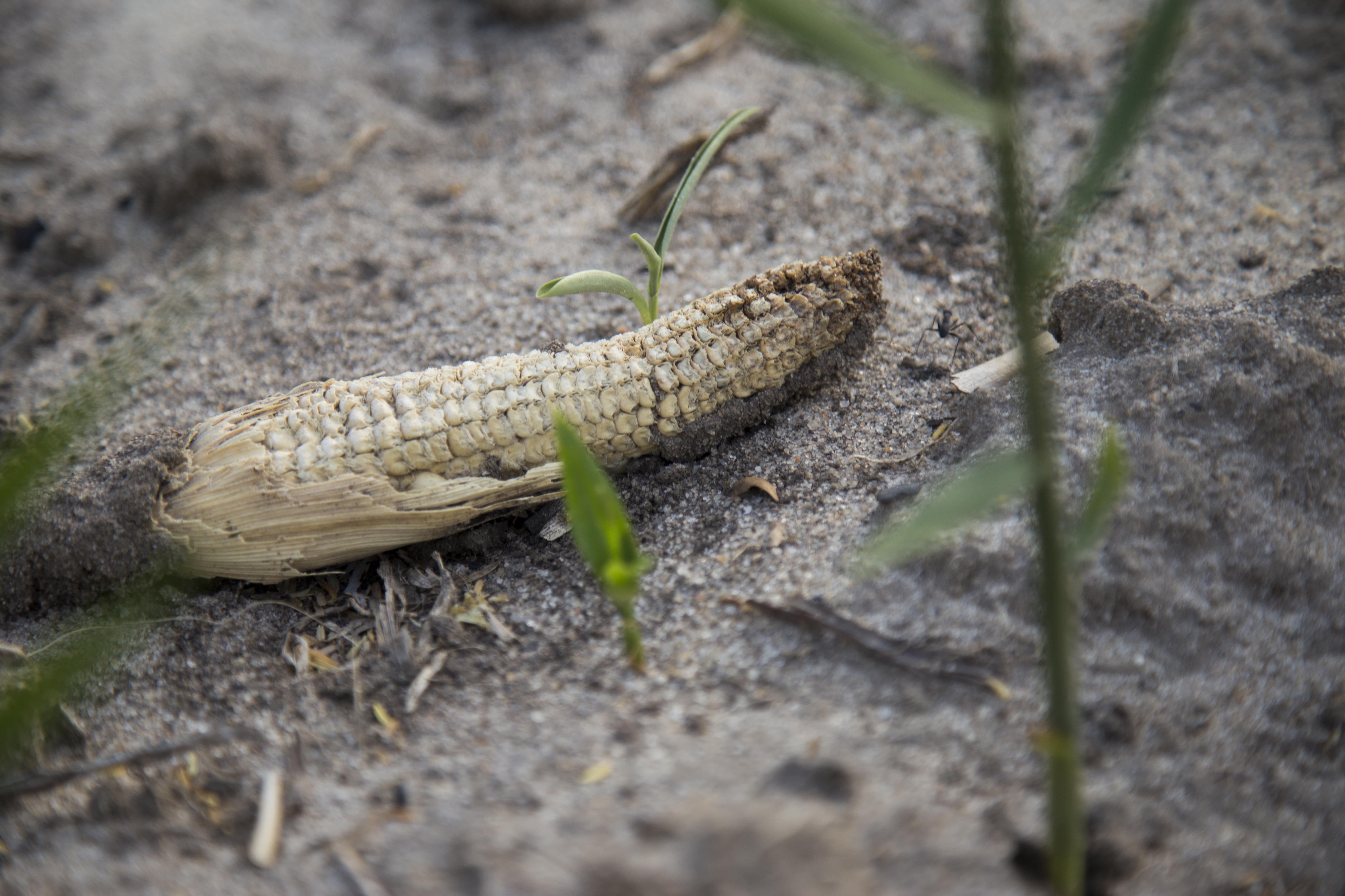 Water Efficient Maize for Africa Photos