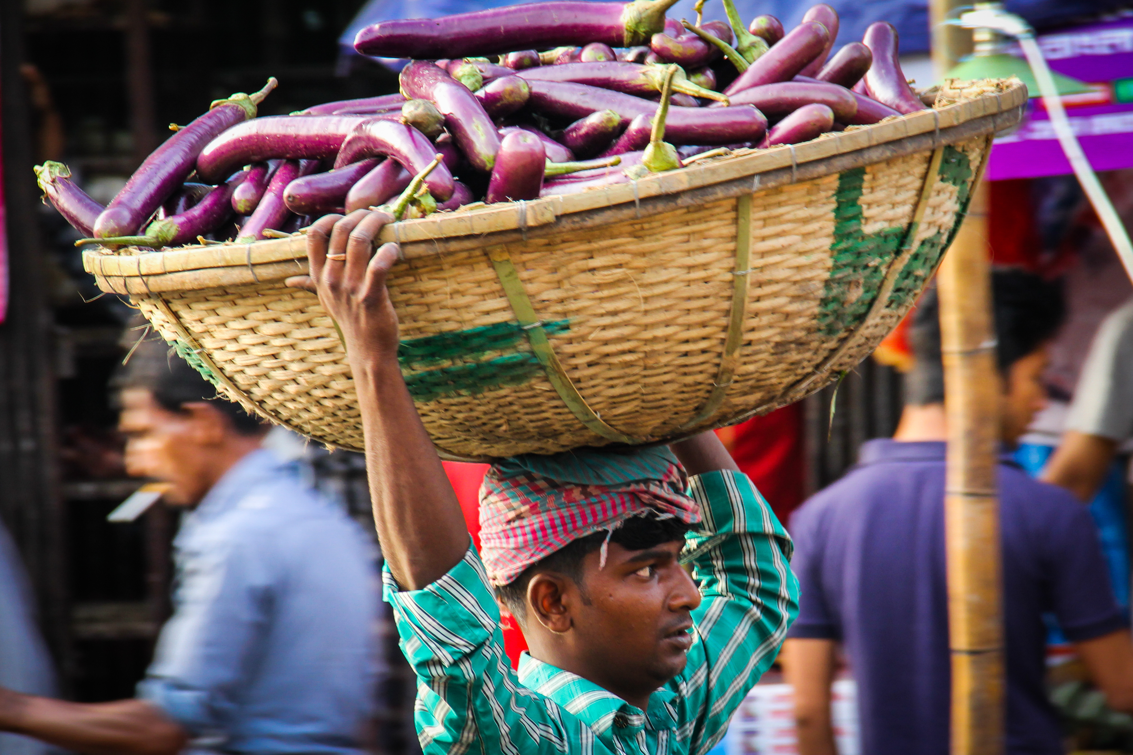 Bt Brinjal Photos