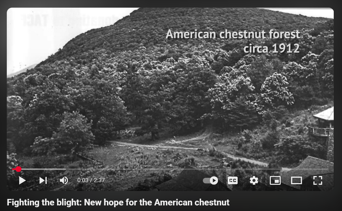 Fighting the blight: New hope for the American chestnut