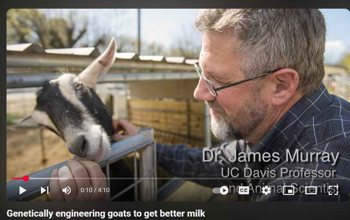 Genetically engineering goats to get better milk