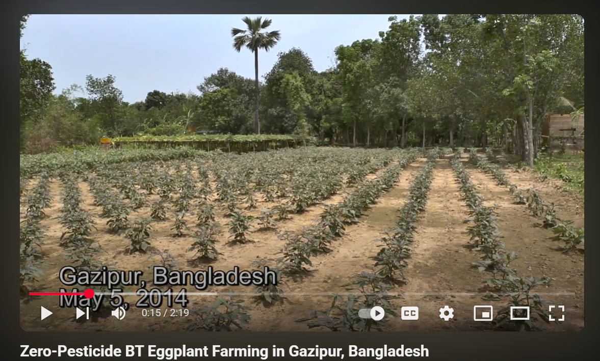 Zero-Pesticide BT Eggplant Farming in Gazipur, Bangladesh