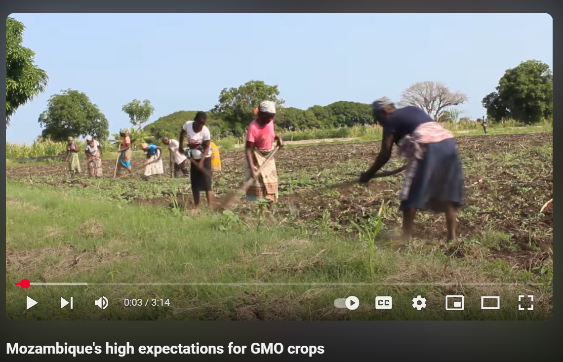 Mozambique's high expectations for GMO crops