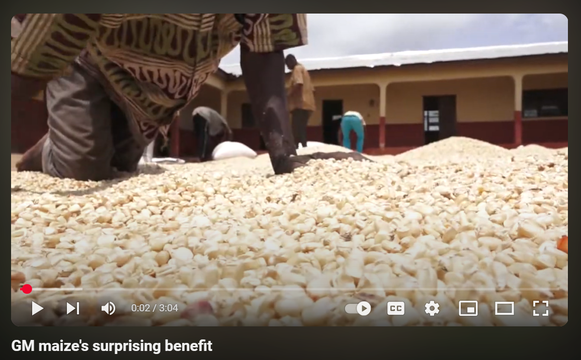 GM maize's surprising benefit