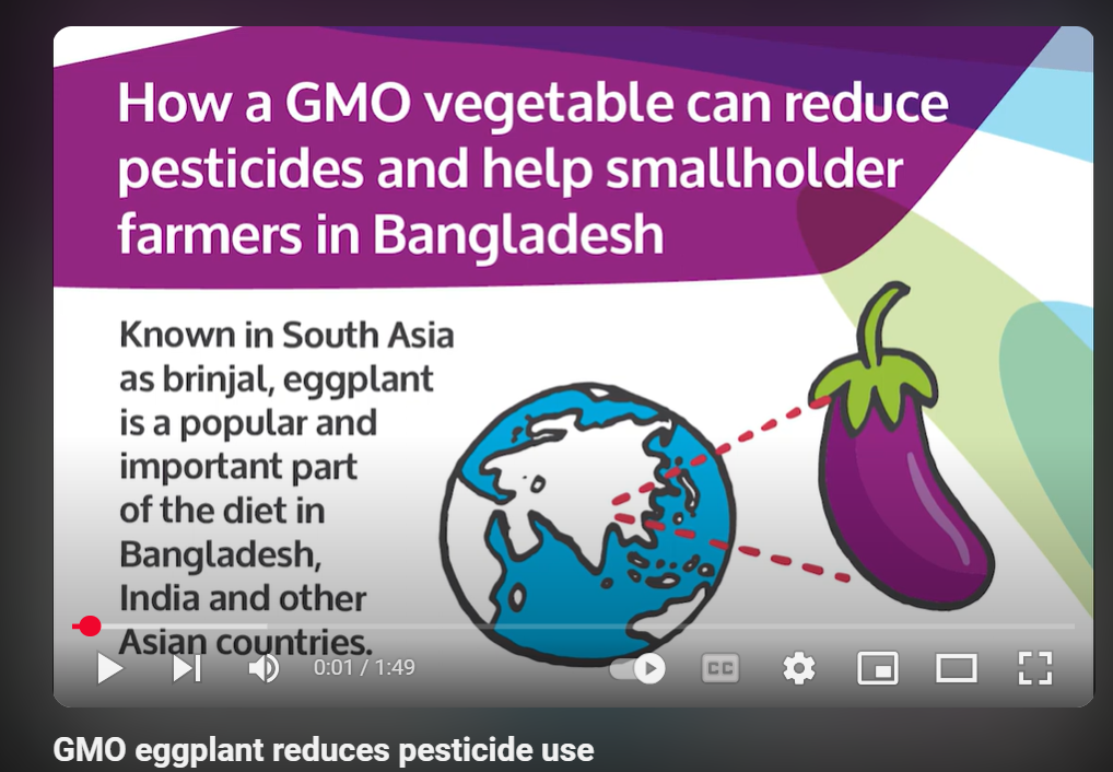 GMO eggplant reduces pesticide use