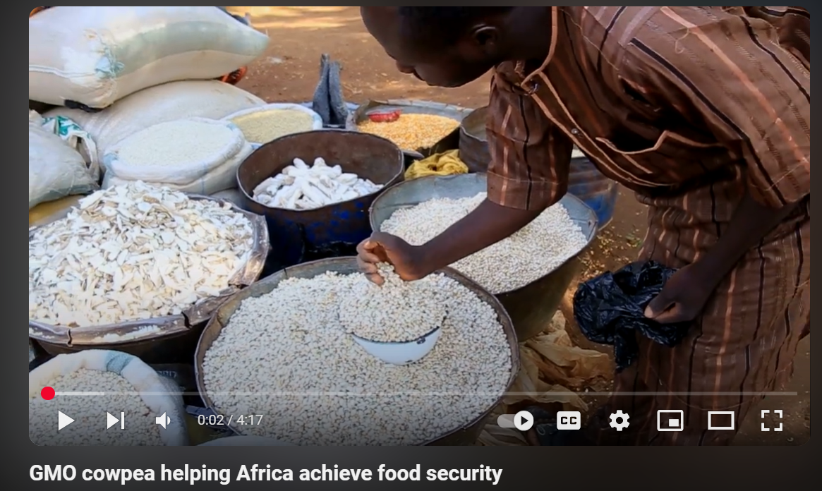 GMO cowpea helping Africa achieve food security