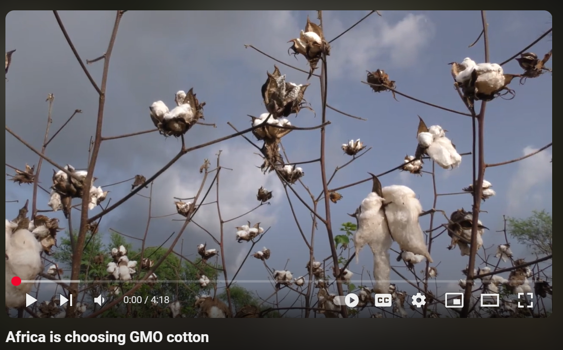 Africa is choosing GMO cotton