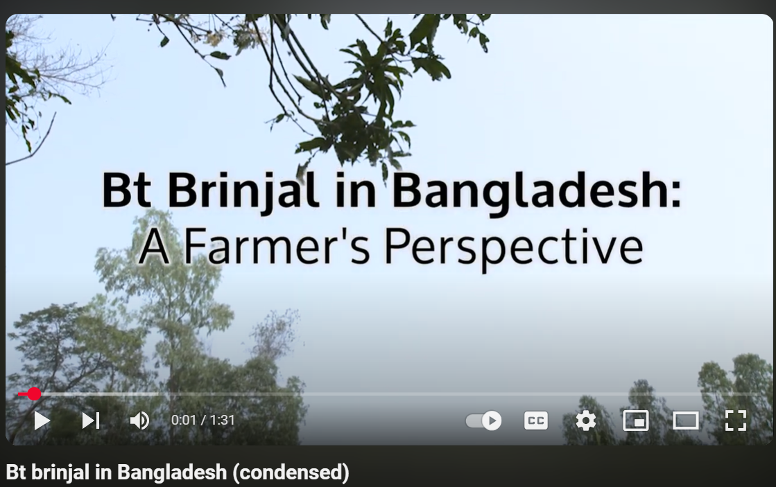 Bt brinjal in Bangladesh (condensed)