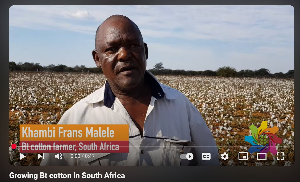 Growing Bt cotton in South Africa