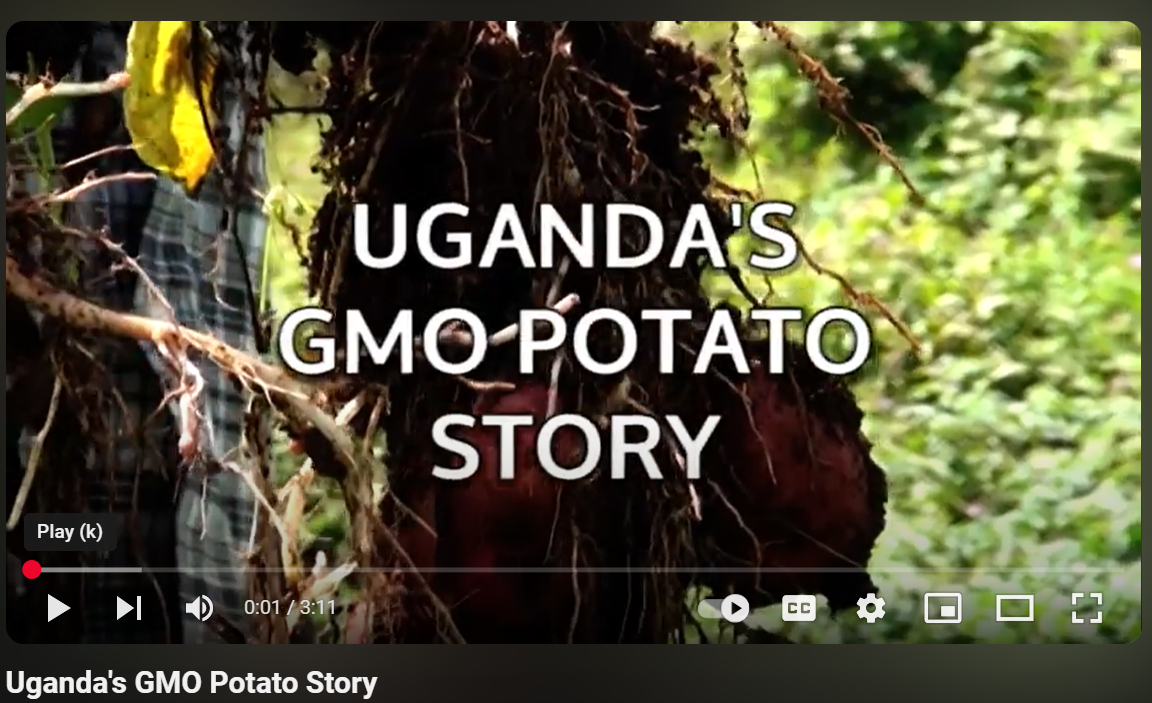 Uganda's GMO Potato Story