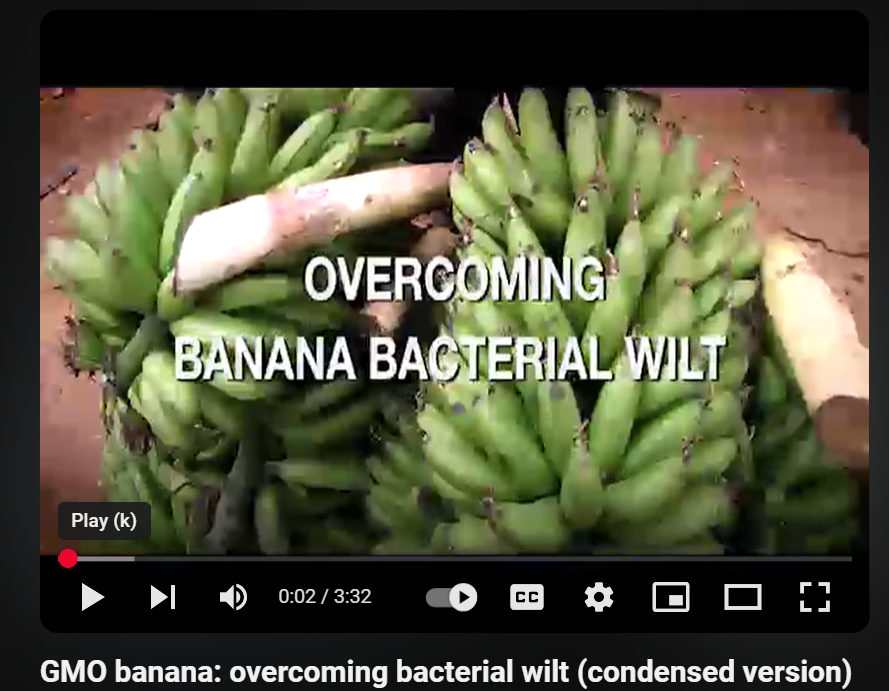 GMO banana: overcoming bacterial wilt (condensed version)