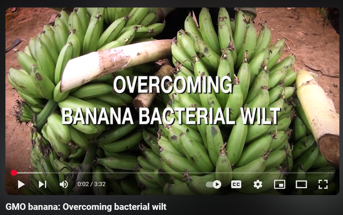 GMO banana: Overcoming bacterial wilt
