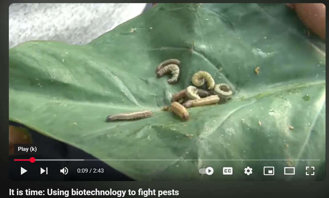 It is time: Using biotechnology to fight pests