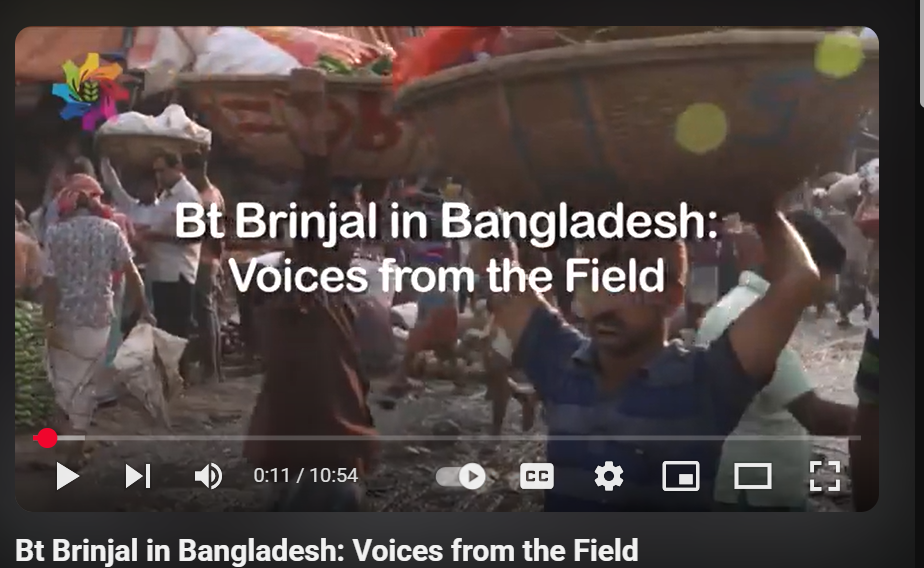 Bt Brinjal in Bangladesh: Voices from the Field