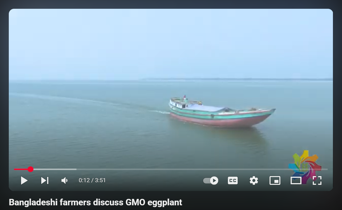 Bangladeshi farmers discuss GMO eggplant