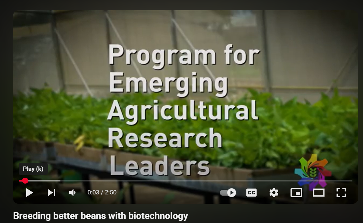 Breeding better beans with biotechnology