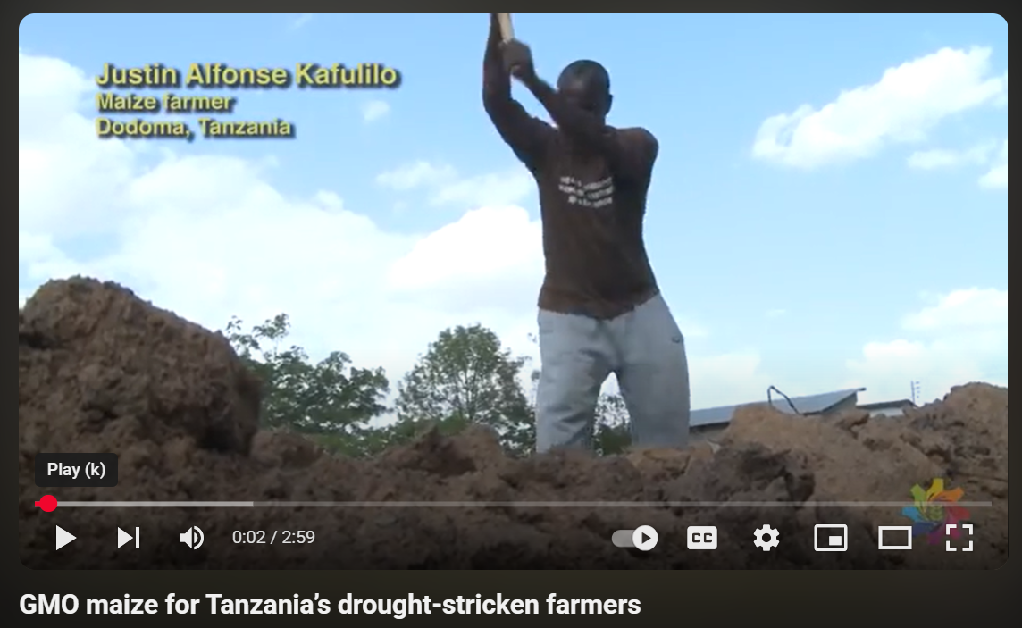 GMO maize for Tanzania’s drought-stricken farmers
