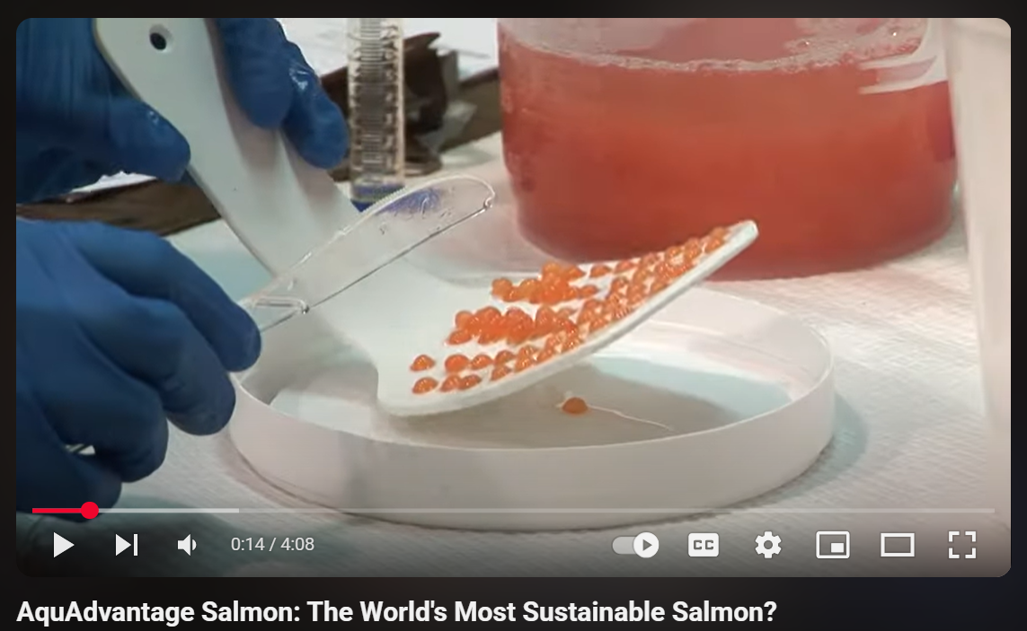 AquAdvantage Salmon: The World's Most Sustainable Salmon?