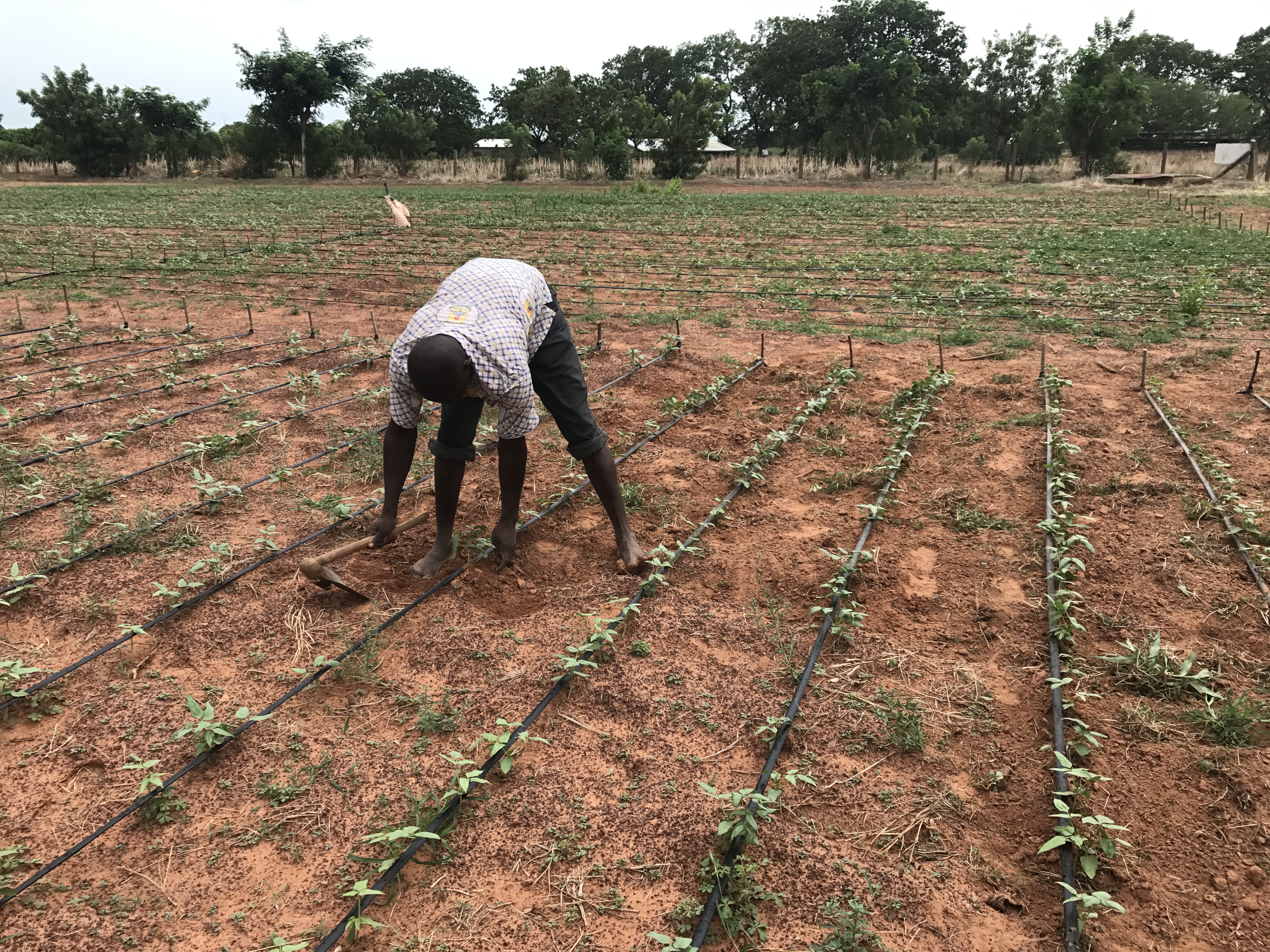 Bt Cowpea in Ghana Photos