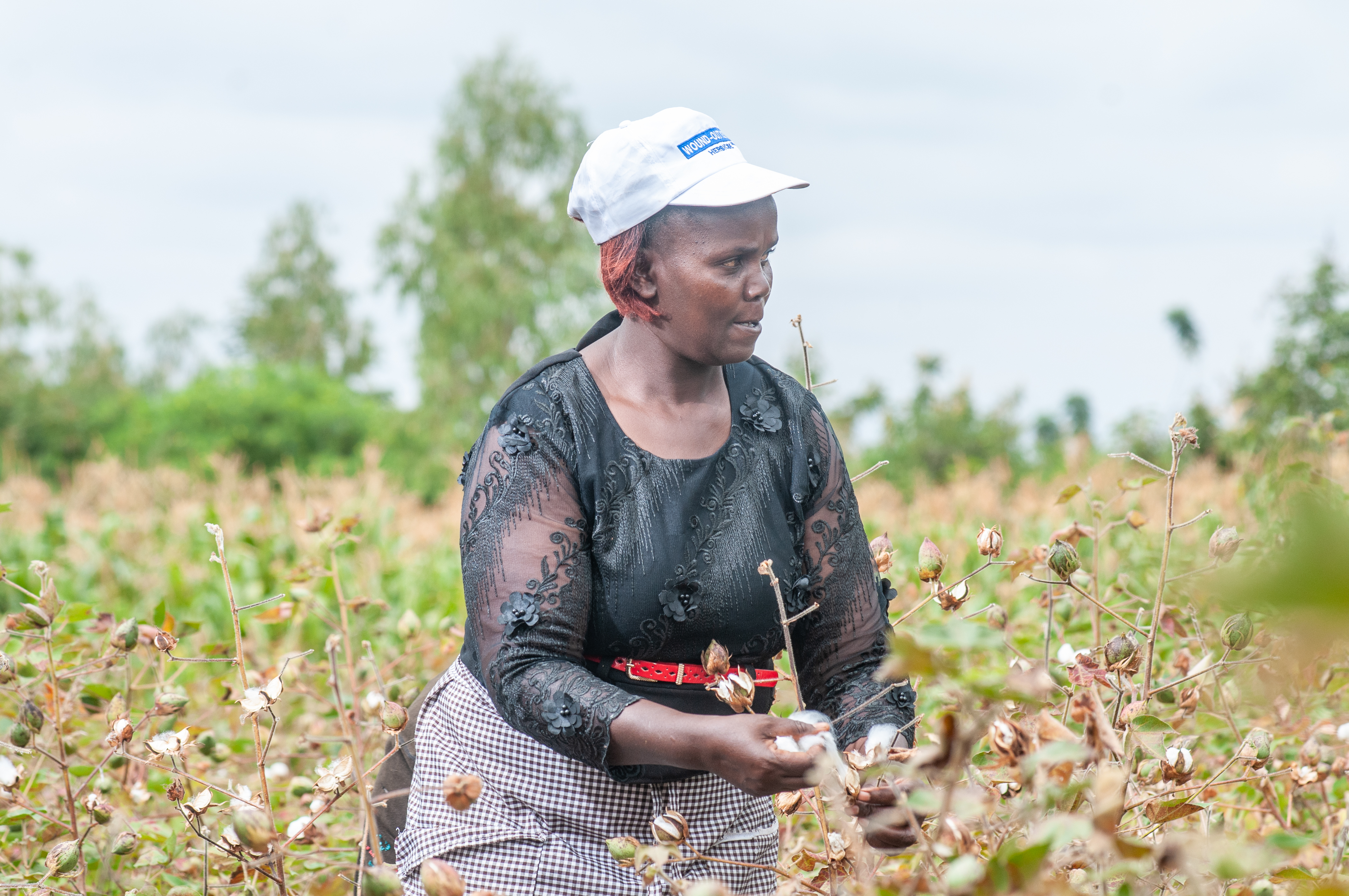 Mwea Bt cotton Farming