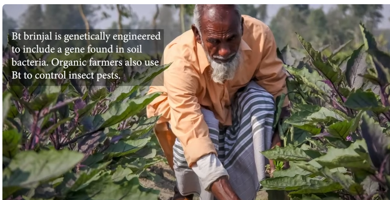How Bt brijnal made Bangladesh a global 'role model'