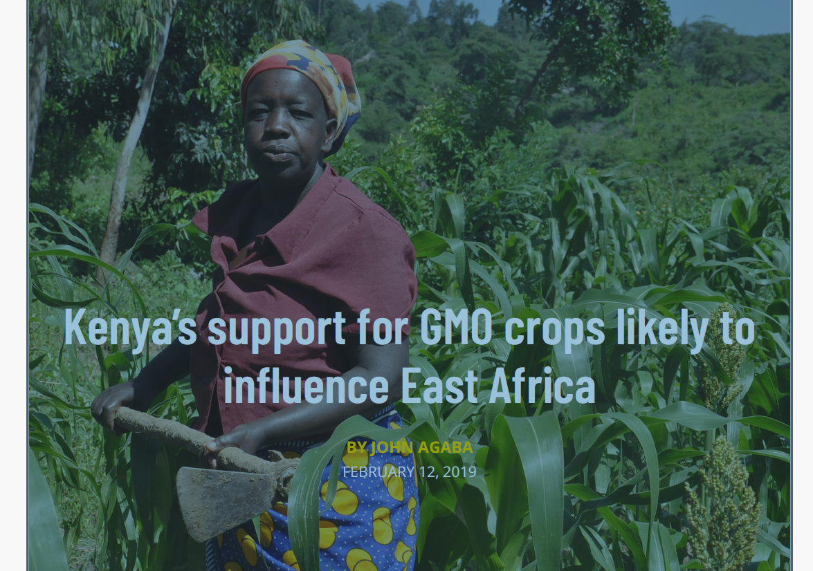 Kenya’s support for GMO crops likely to influence East Africa