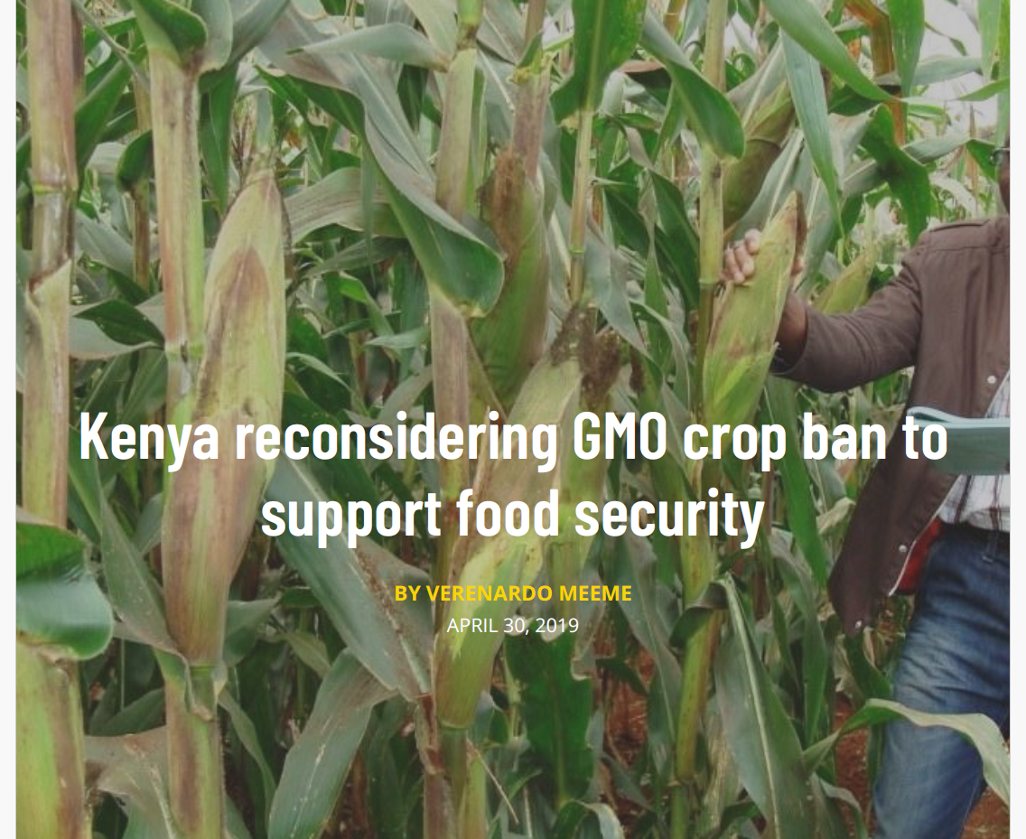 Kenya reconsidering GMO crop ban to support food security