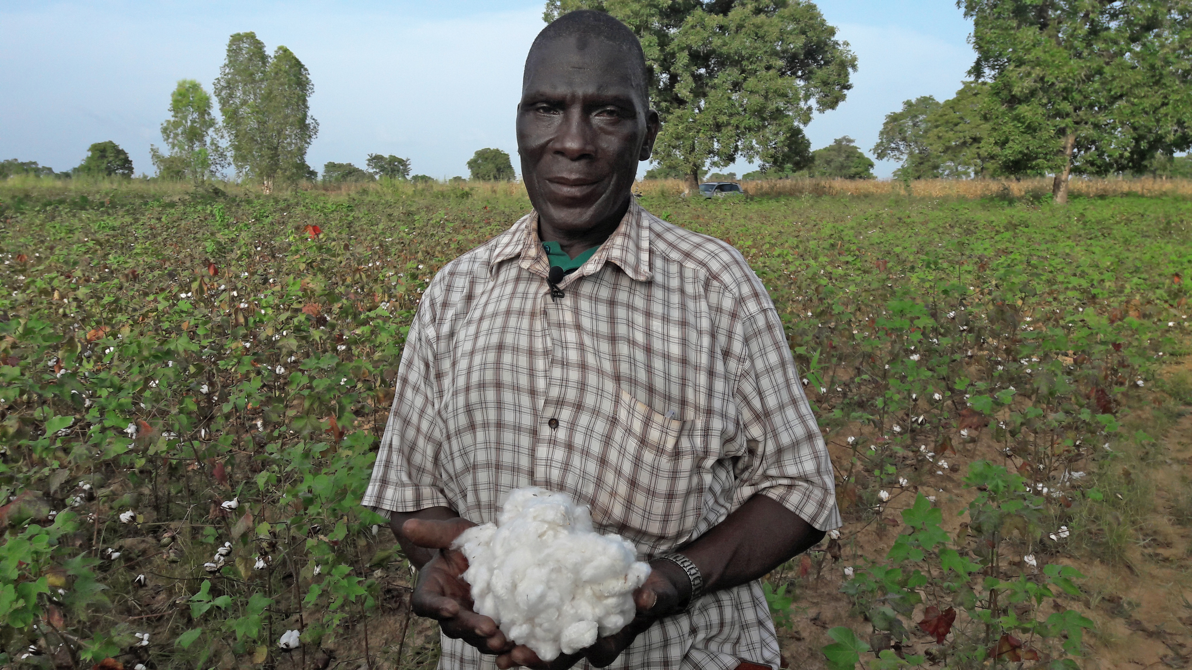 A conventional (non-Bt) cotton crop in Burkina Faso.