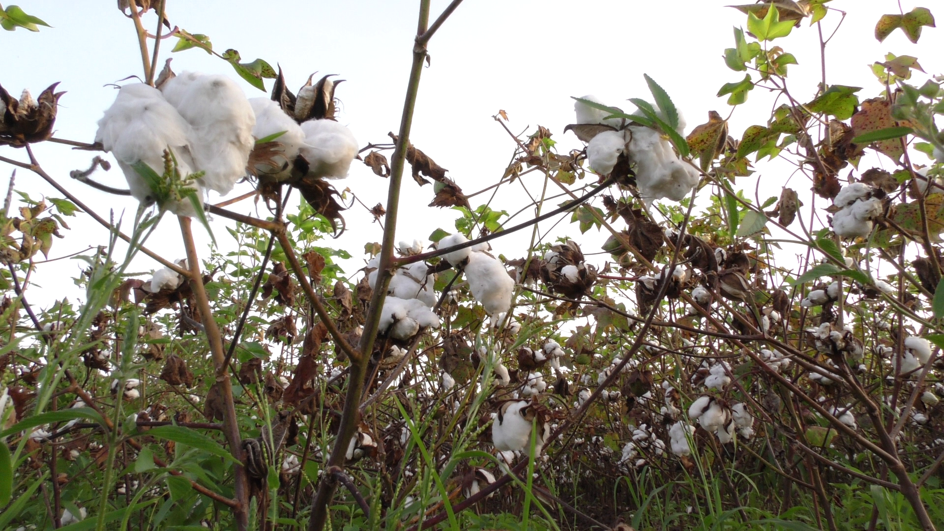 A conventional (non-Bt) cotton crop in Burkina Faso.