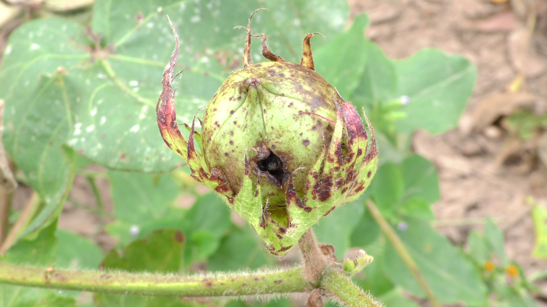 A conventional (non-Bt) cotton crop in Burkina Faso.