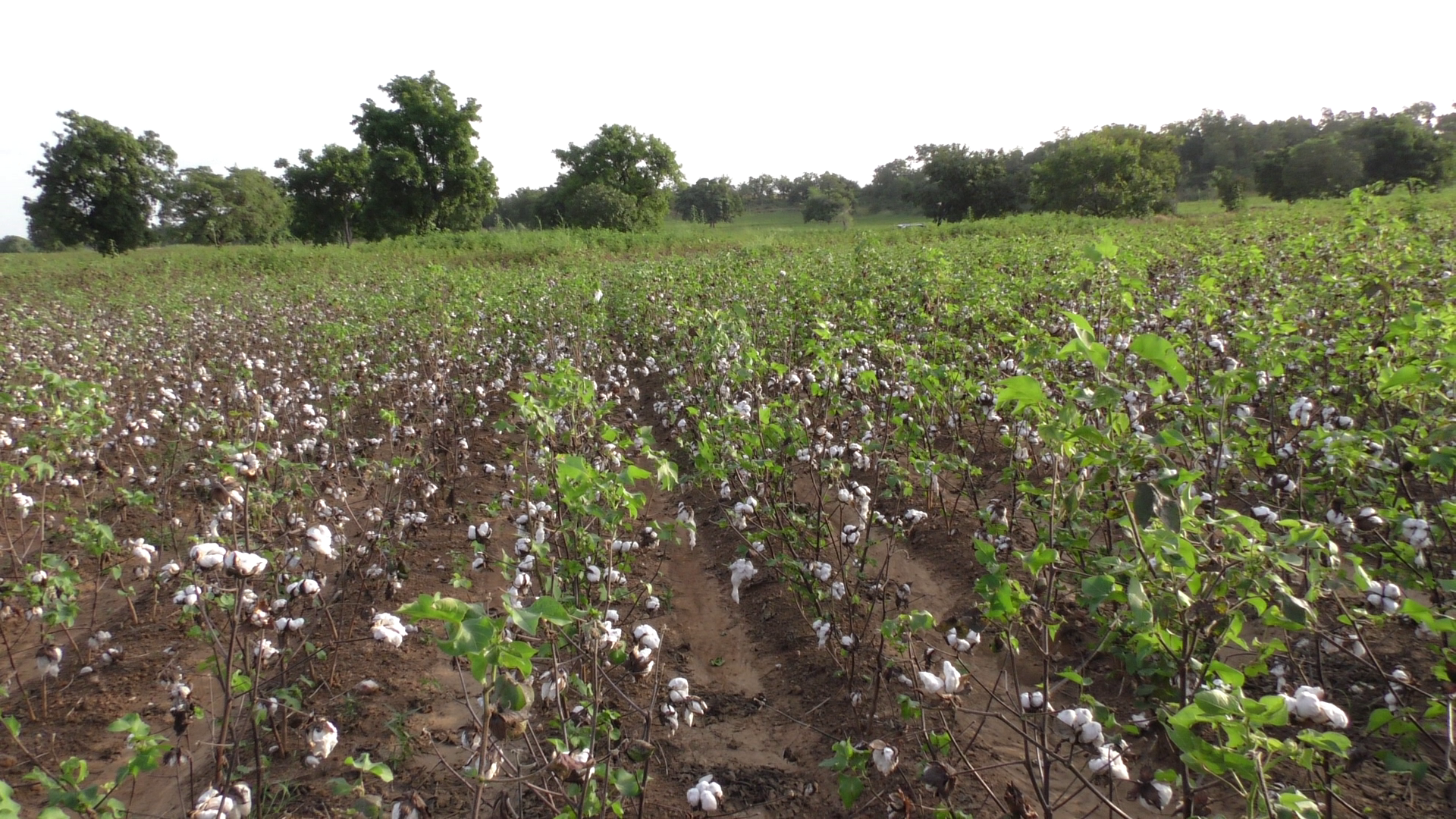 A conventional (non-Bt) cotton crop in Burkina Faso.