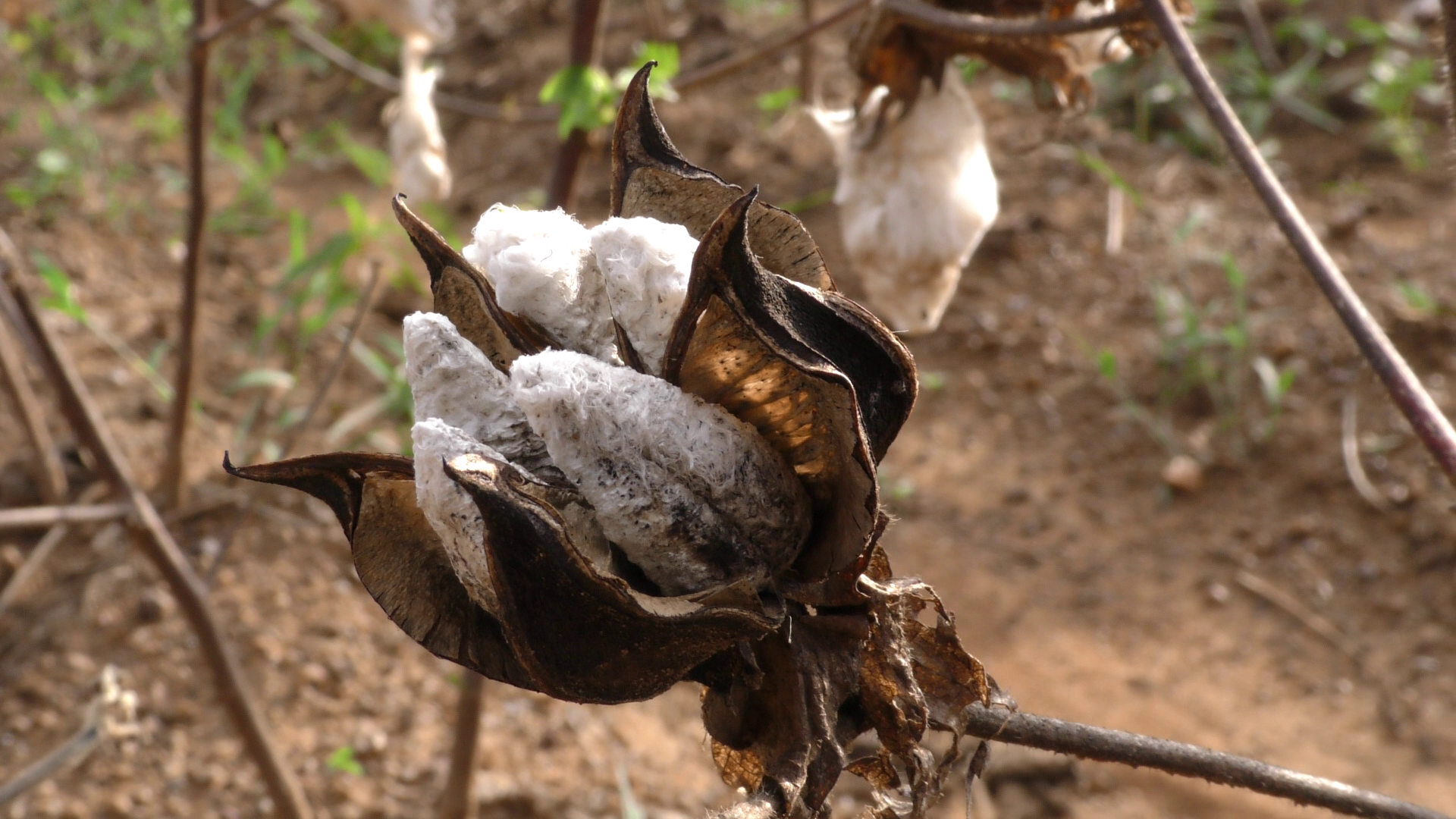 A conventional (non-Bt) cotton crop in Burkina Faso.