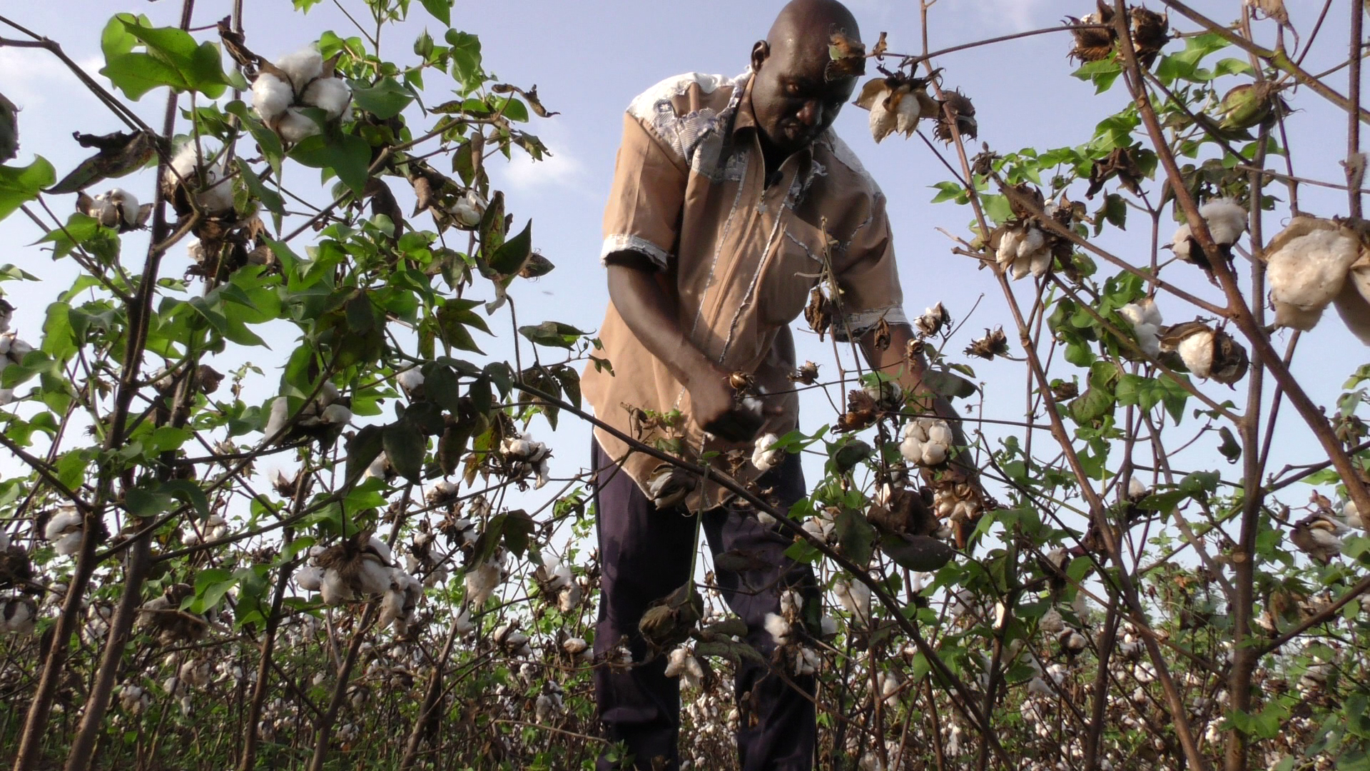 A conventional (non-Bt) cotton crop in Burkina Faso.