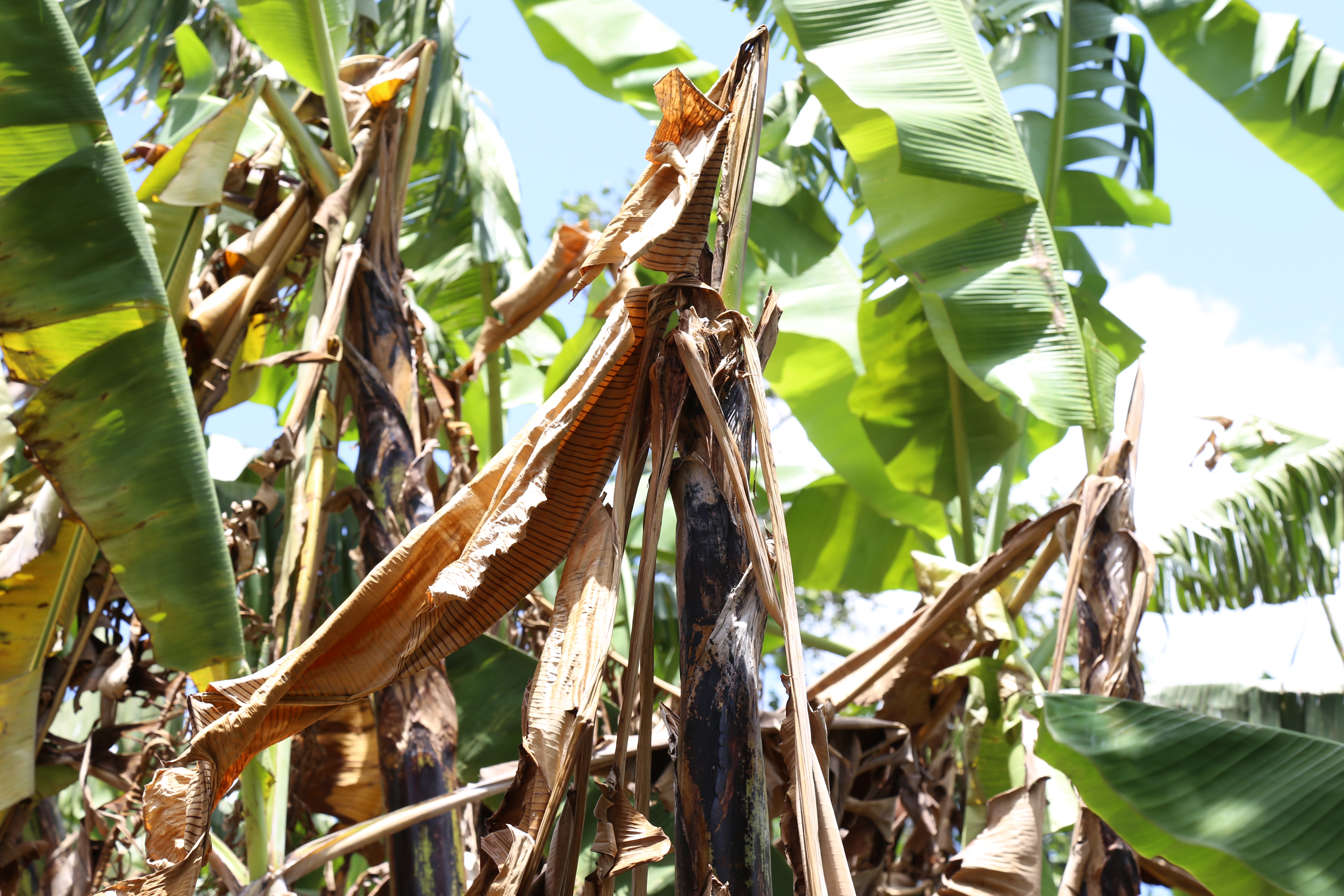 Banana Bacterial Wilt in Uganda