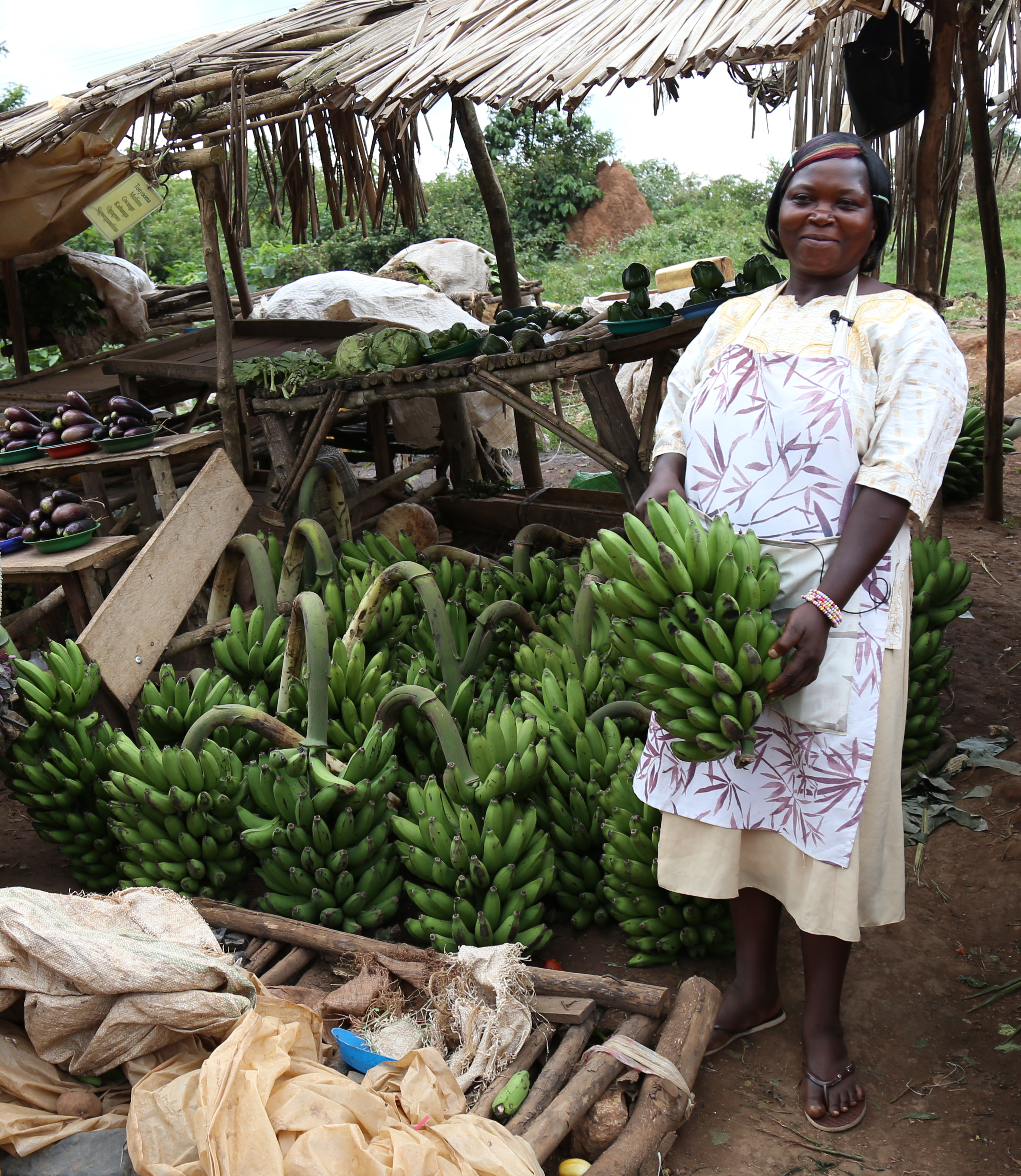 Bt Banana Photos