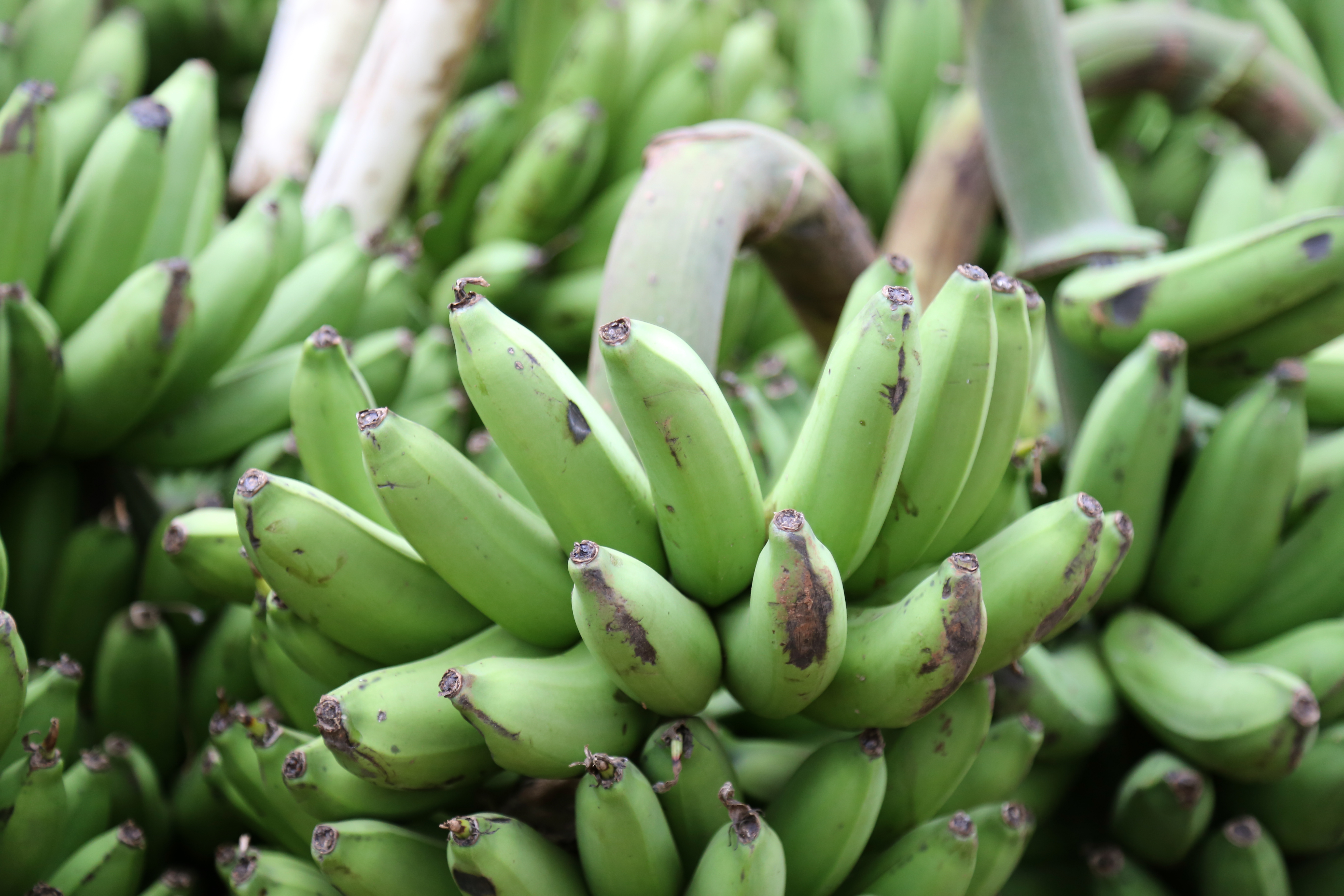 Bt Banana Photos
