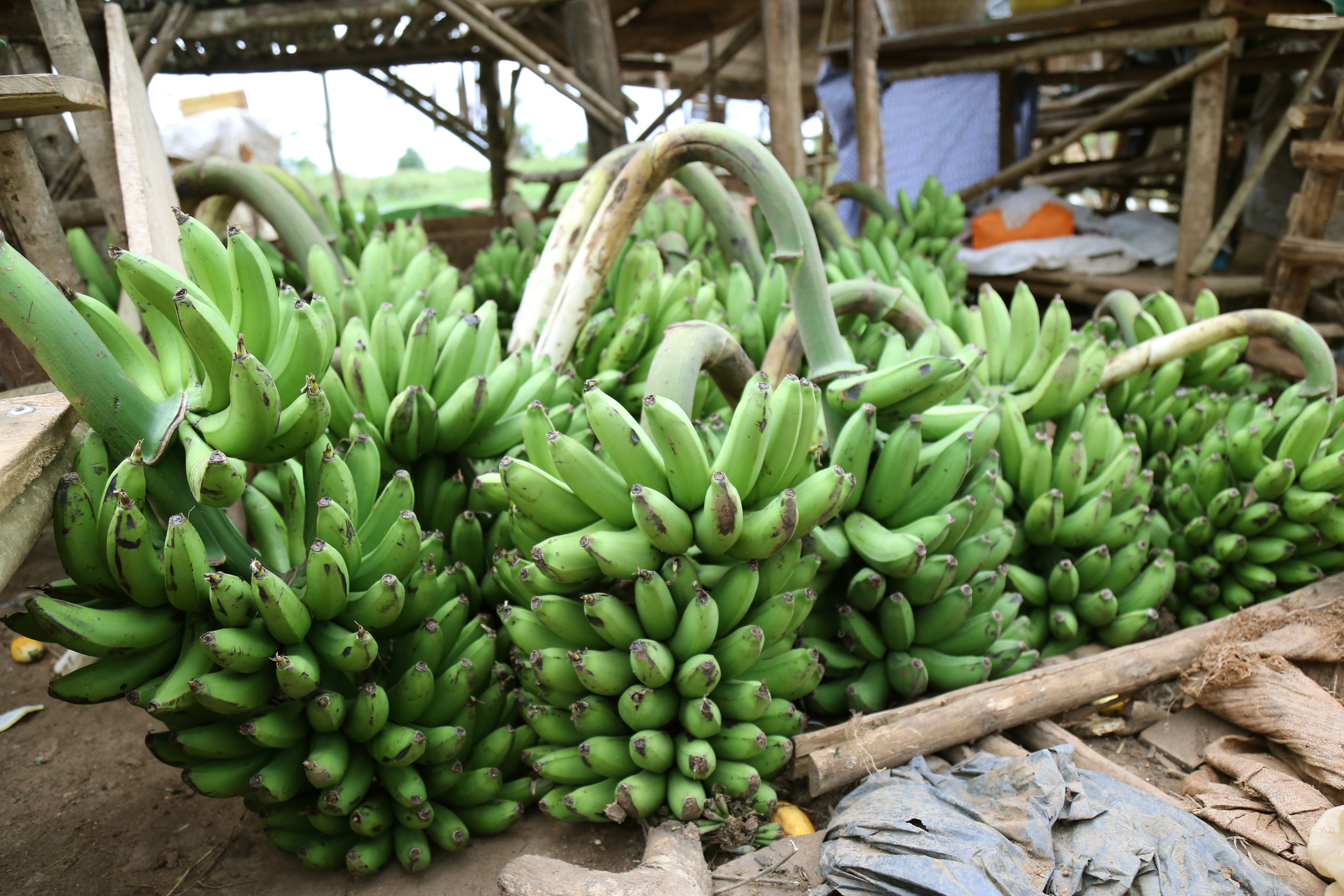 Bt Banana Photos
