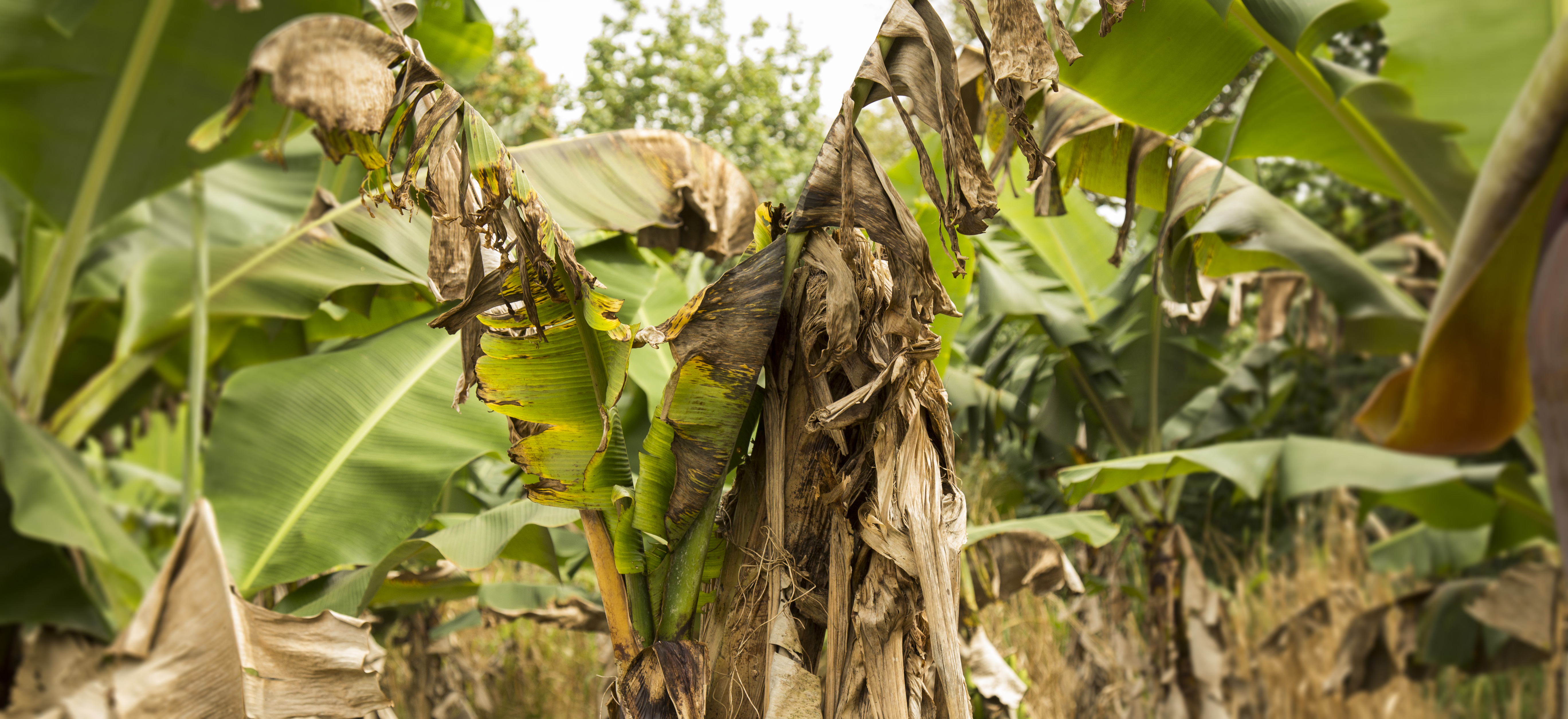 Effects of banana wilt in Hawaii.