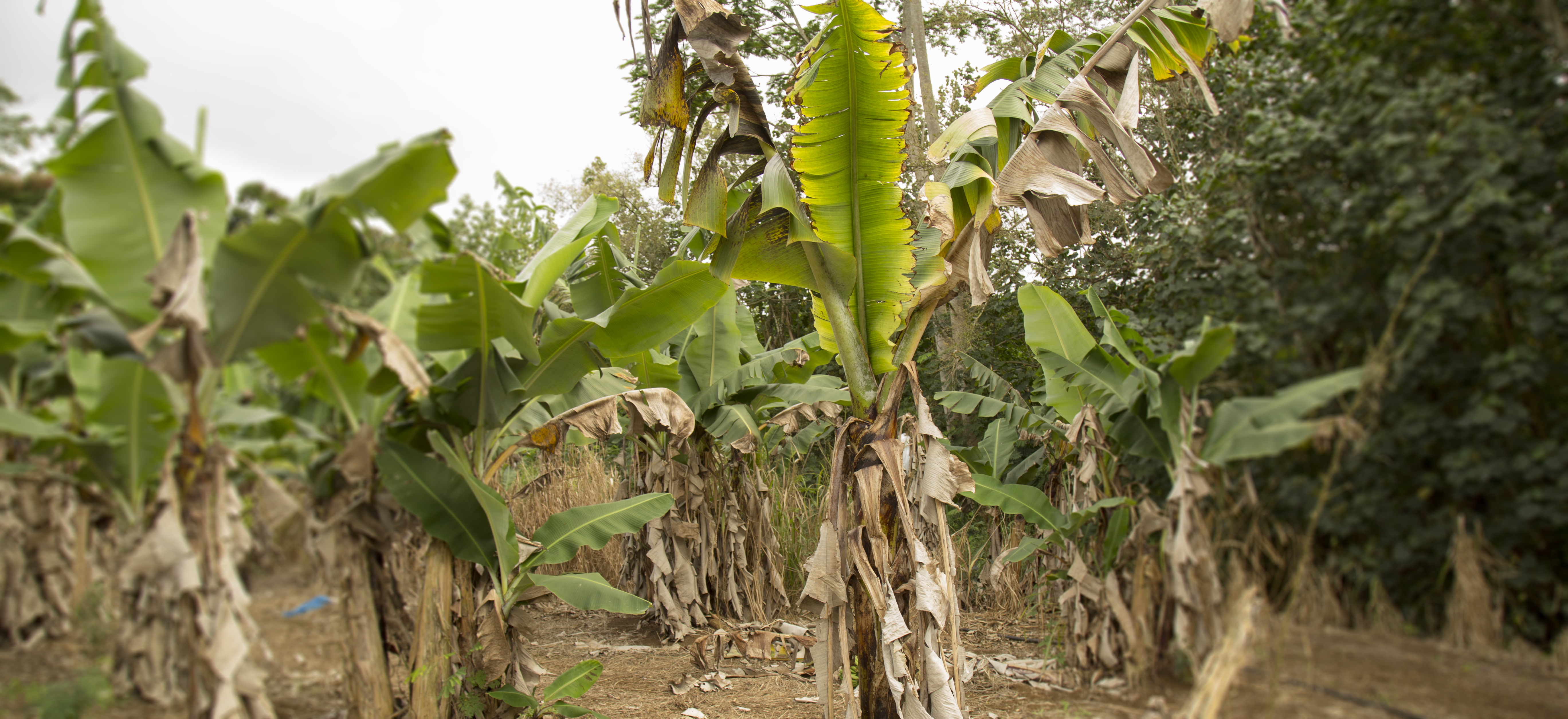 Effects of banana wilt in Hawaii.