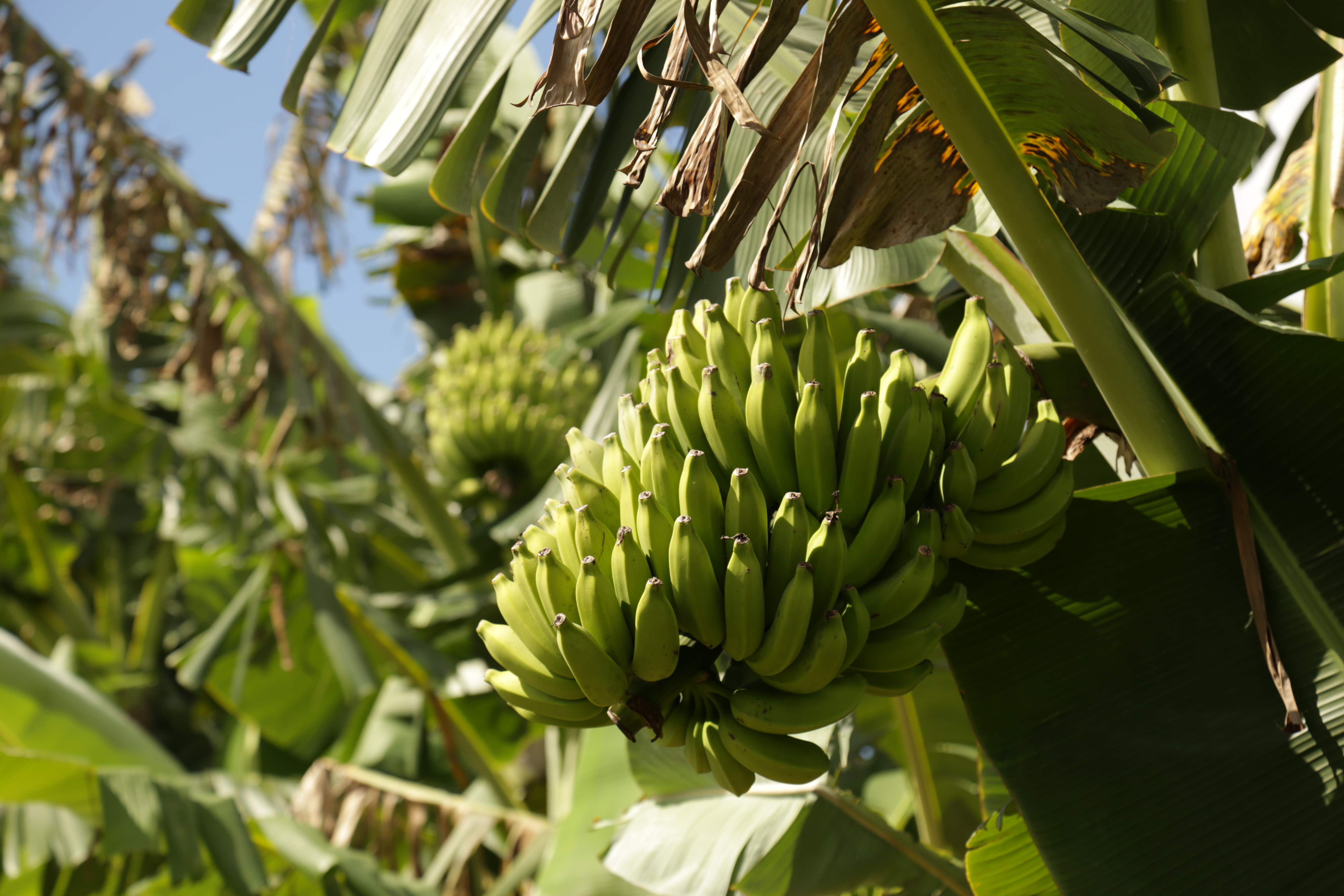 Bt Banana Photos
