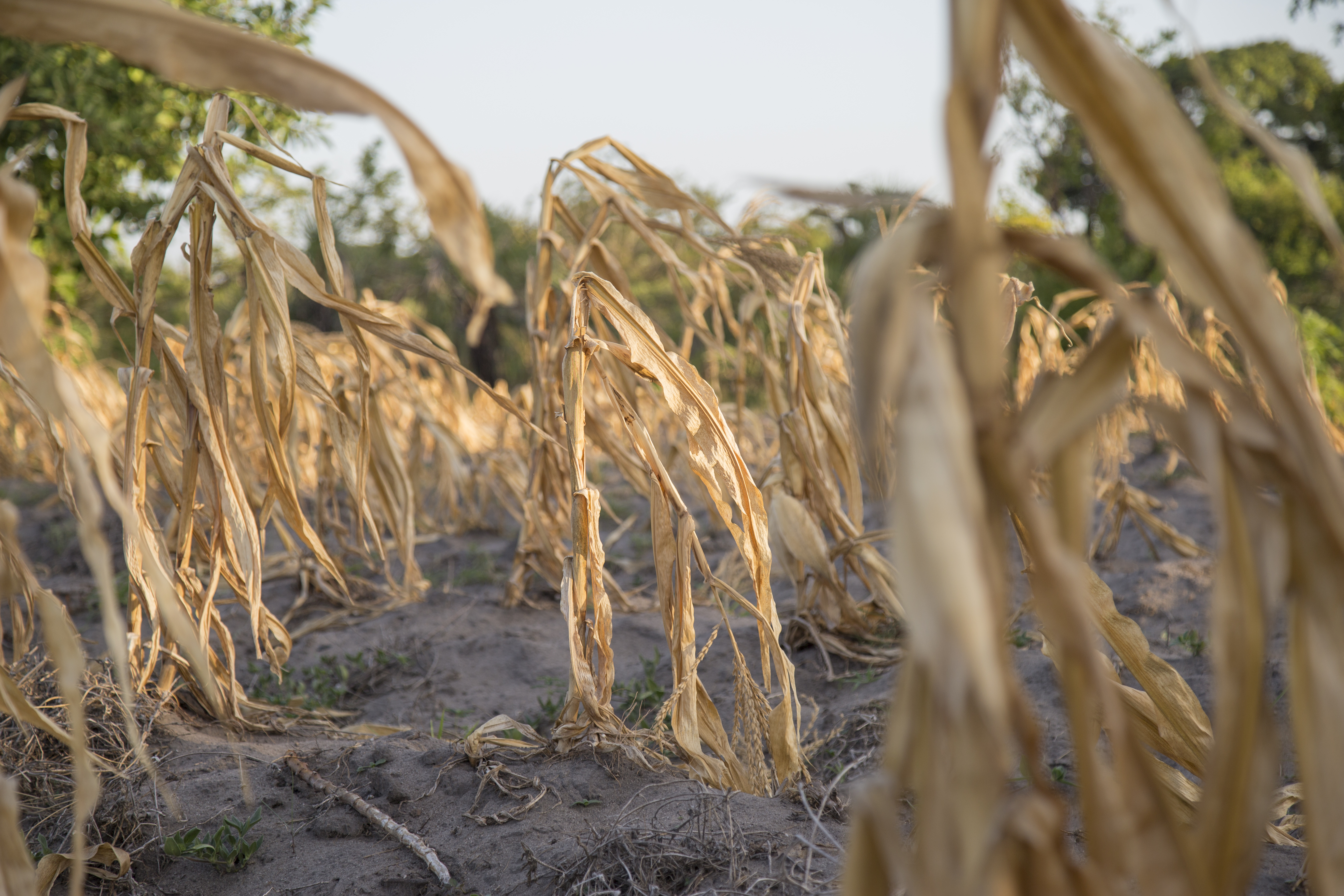 Water Efficient Maize for Africa Photos