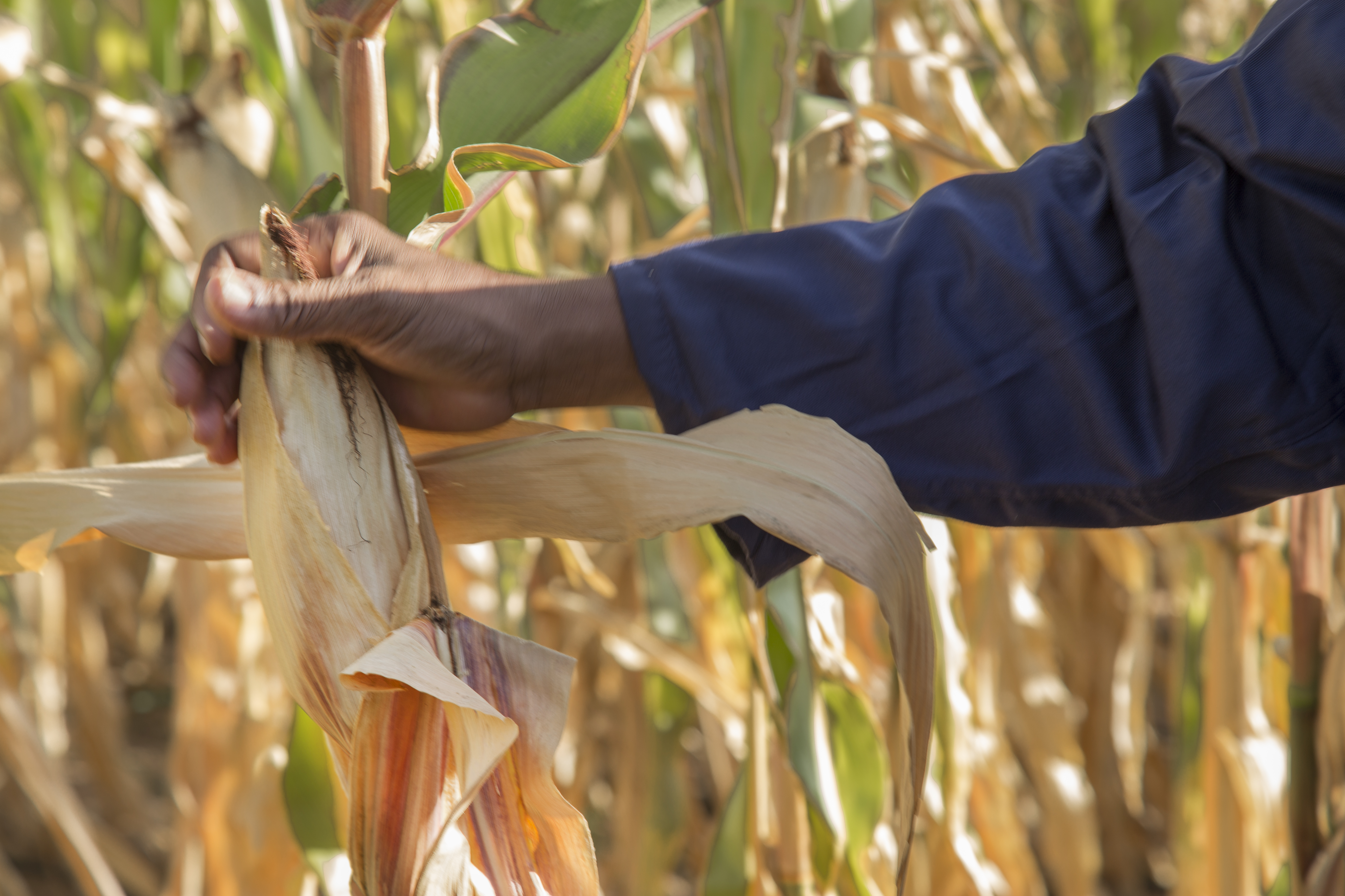 Water Efficient Maize for Africa Photos