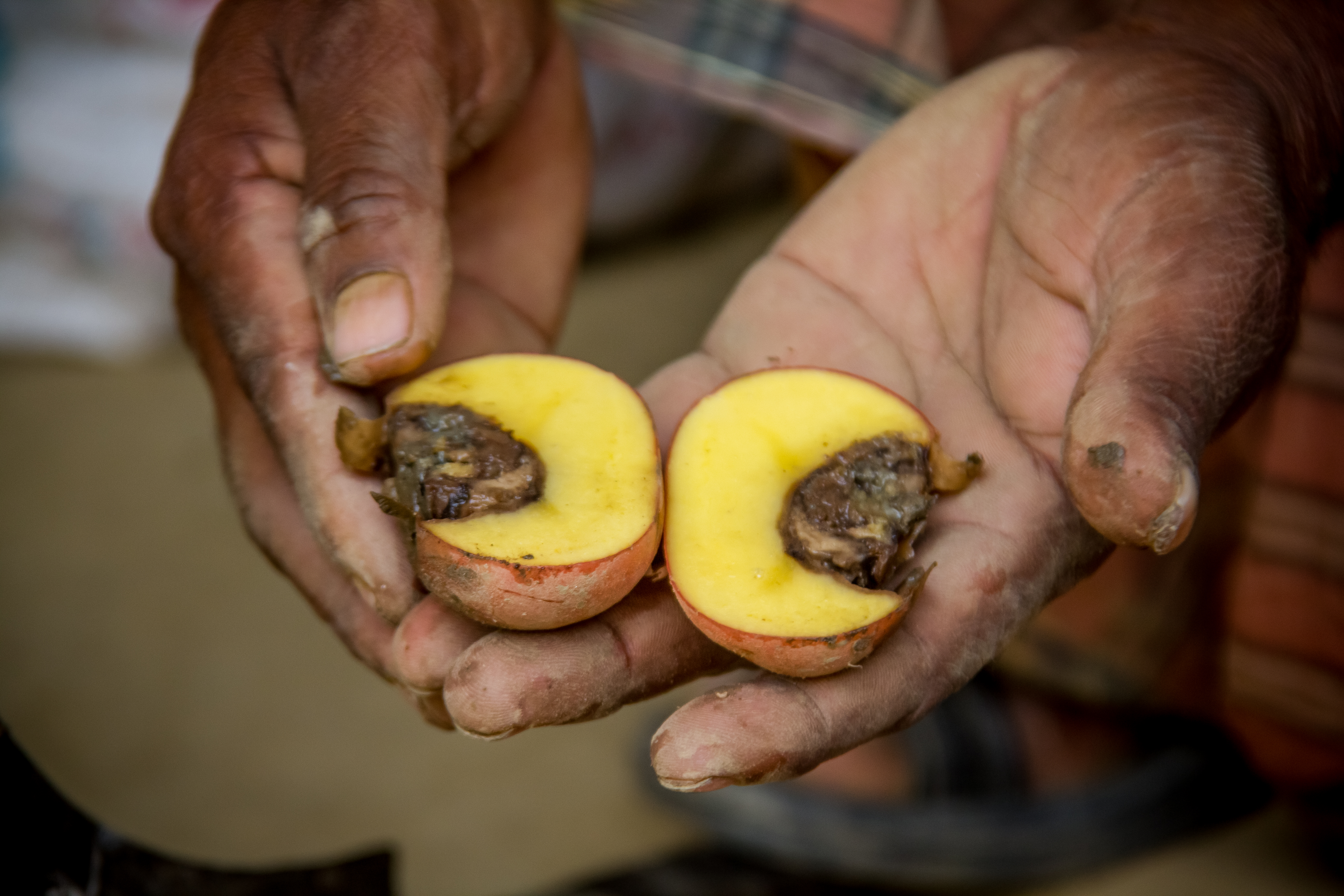 Late Blight Potato Photos