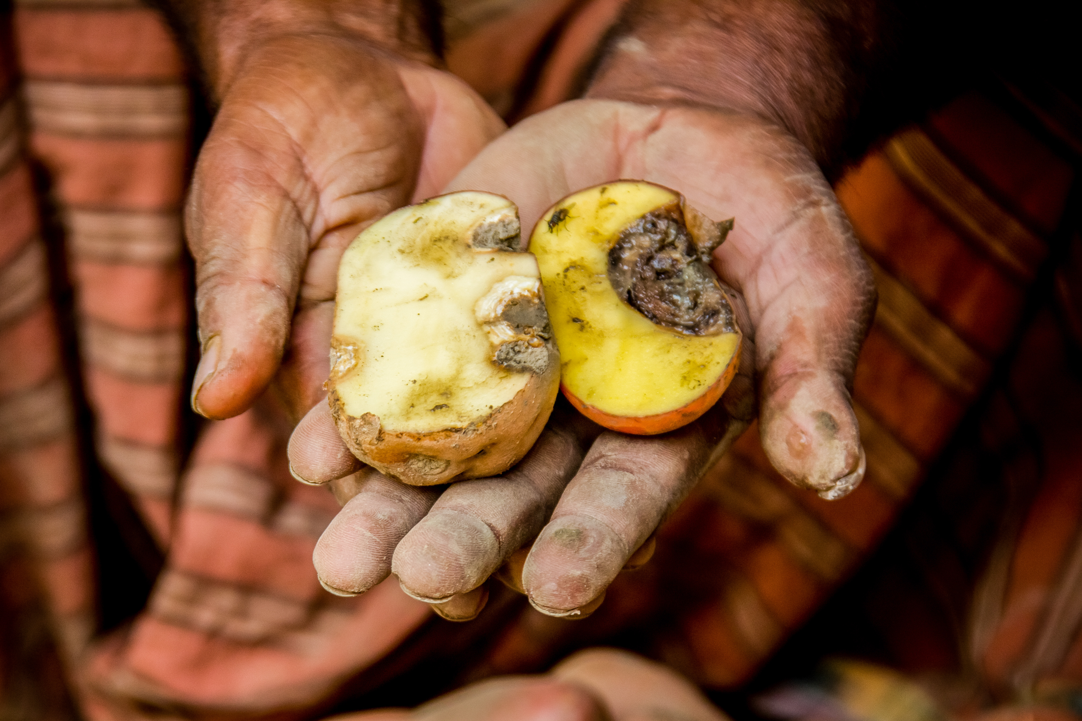 Late Blight Potato Photos