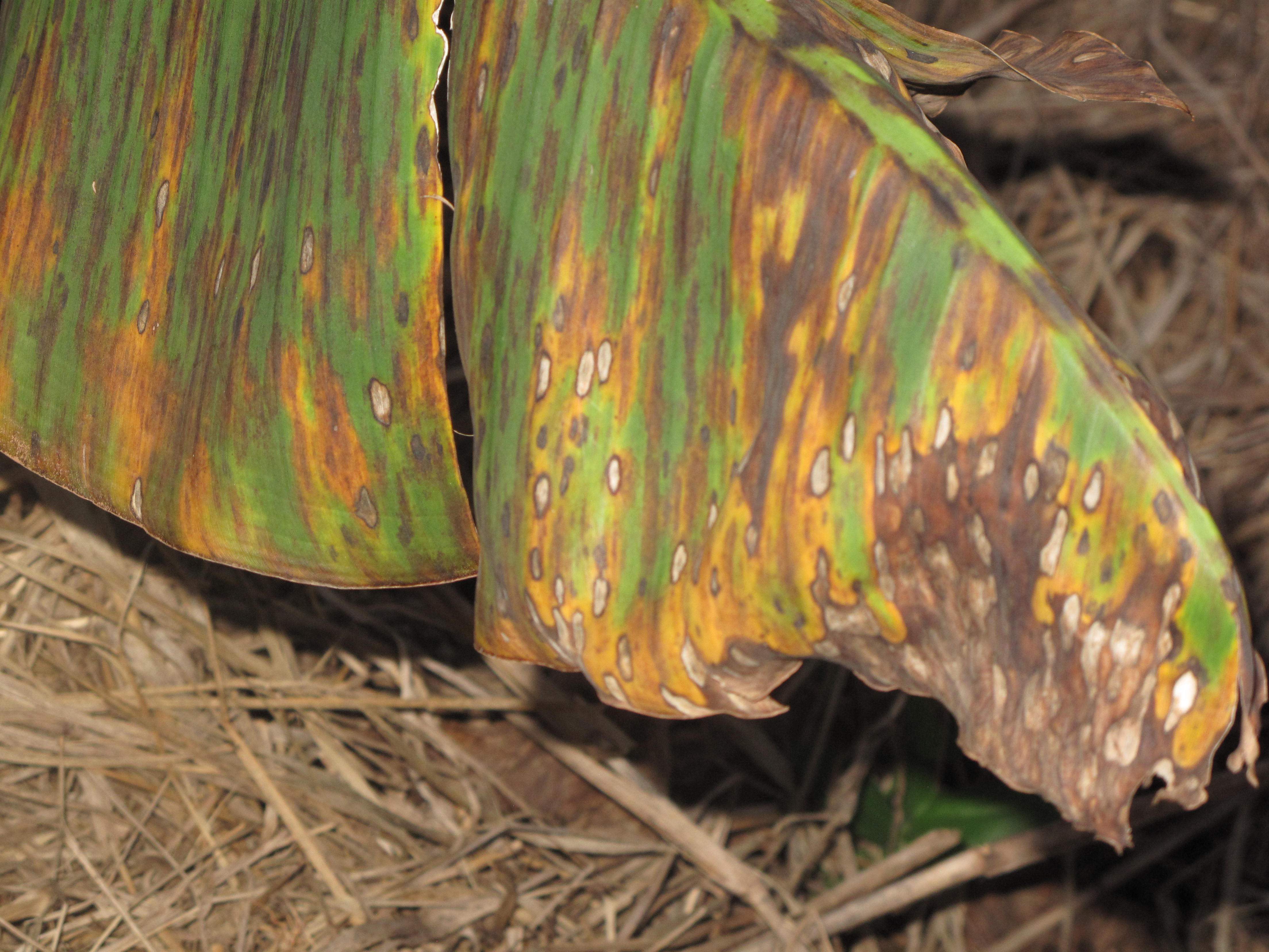 Banana Bacterial Wilt in Uganda