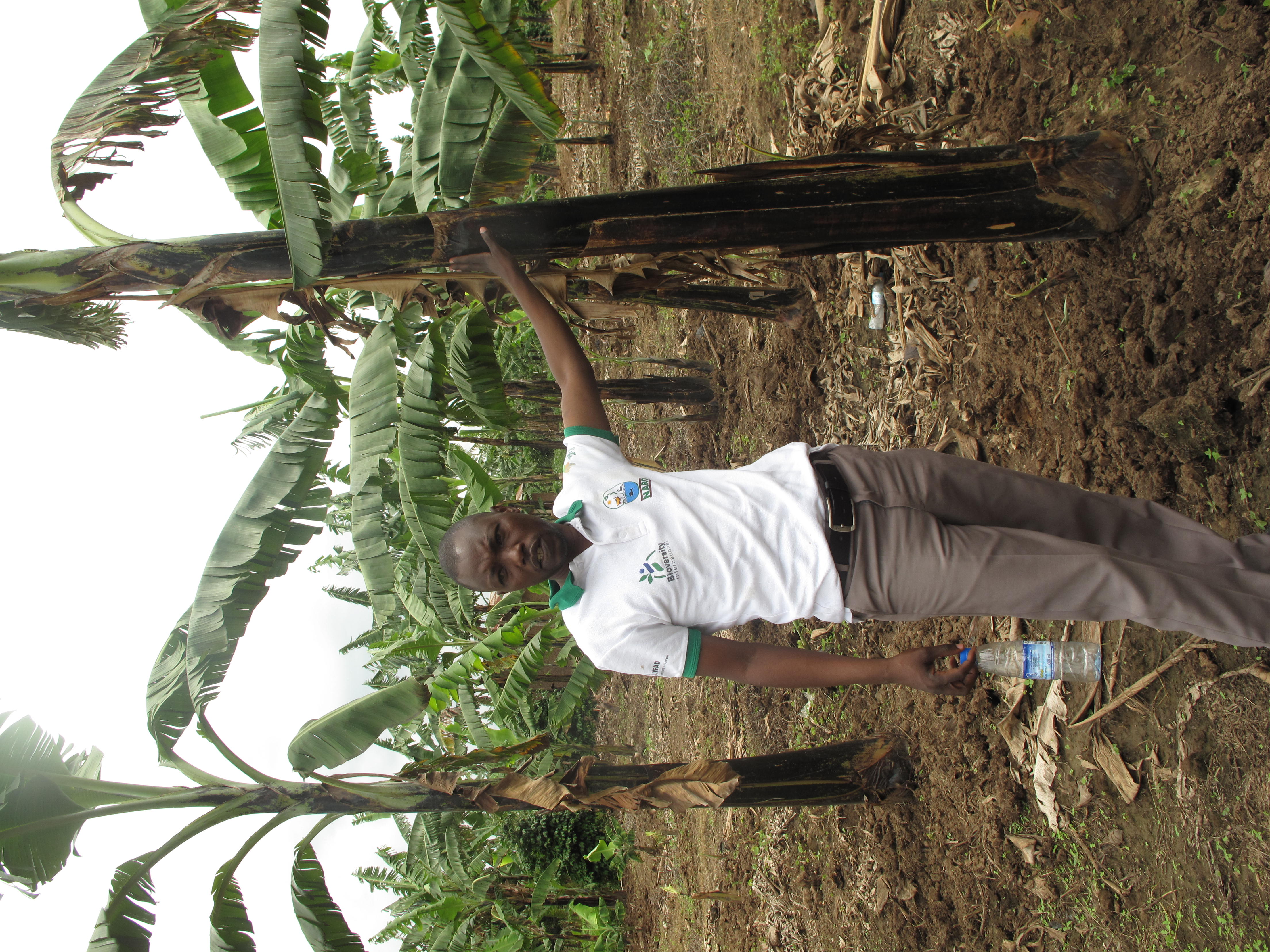 Banana Bacterial Wilt in Uganda