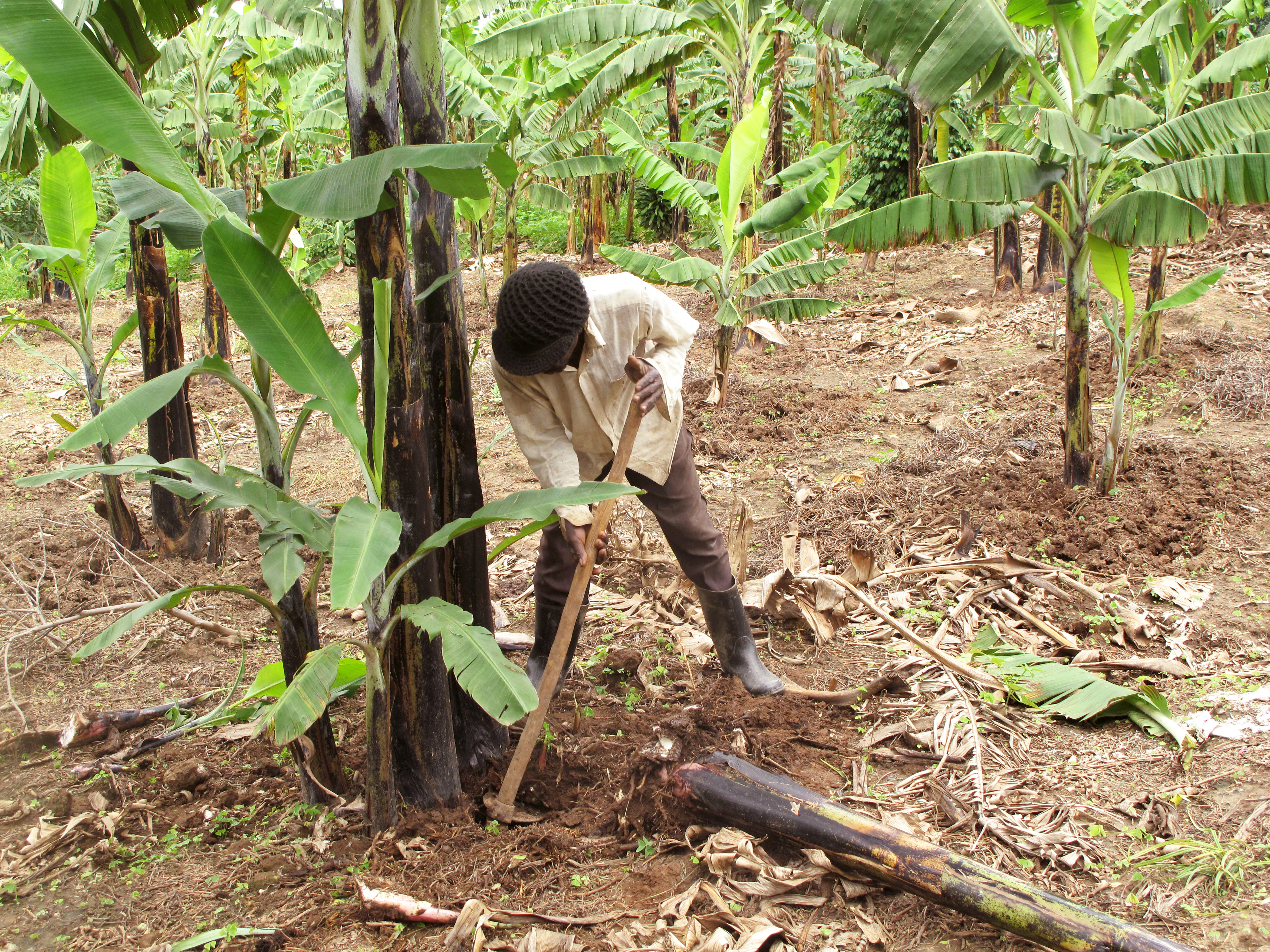 Banana Bacterial Wilt in Uganda