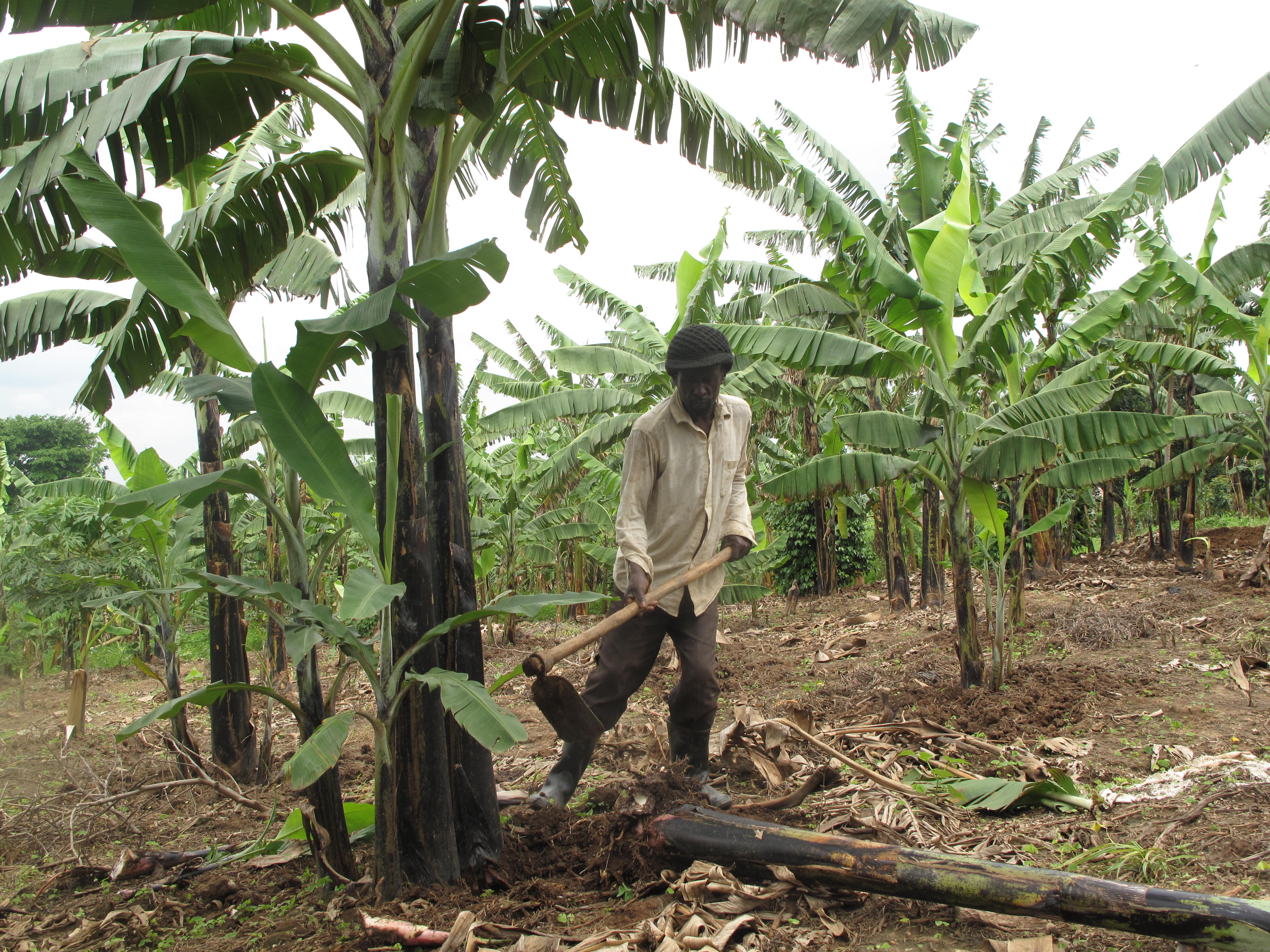 Banana Bacterial Wilt in Uganda