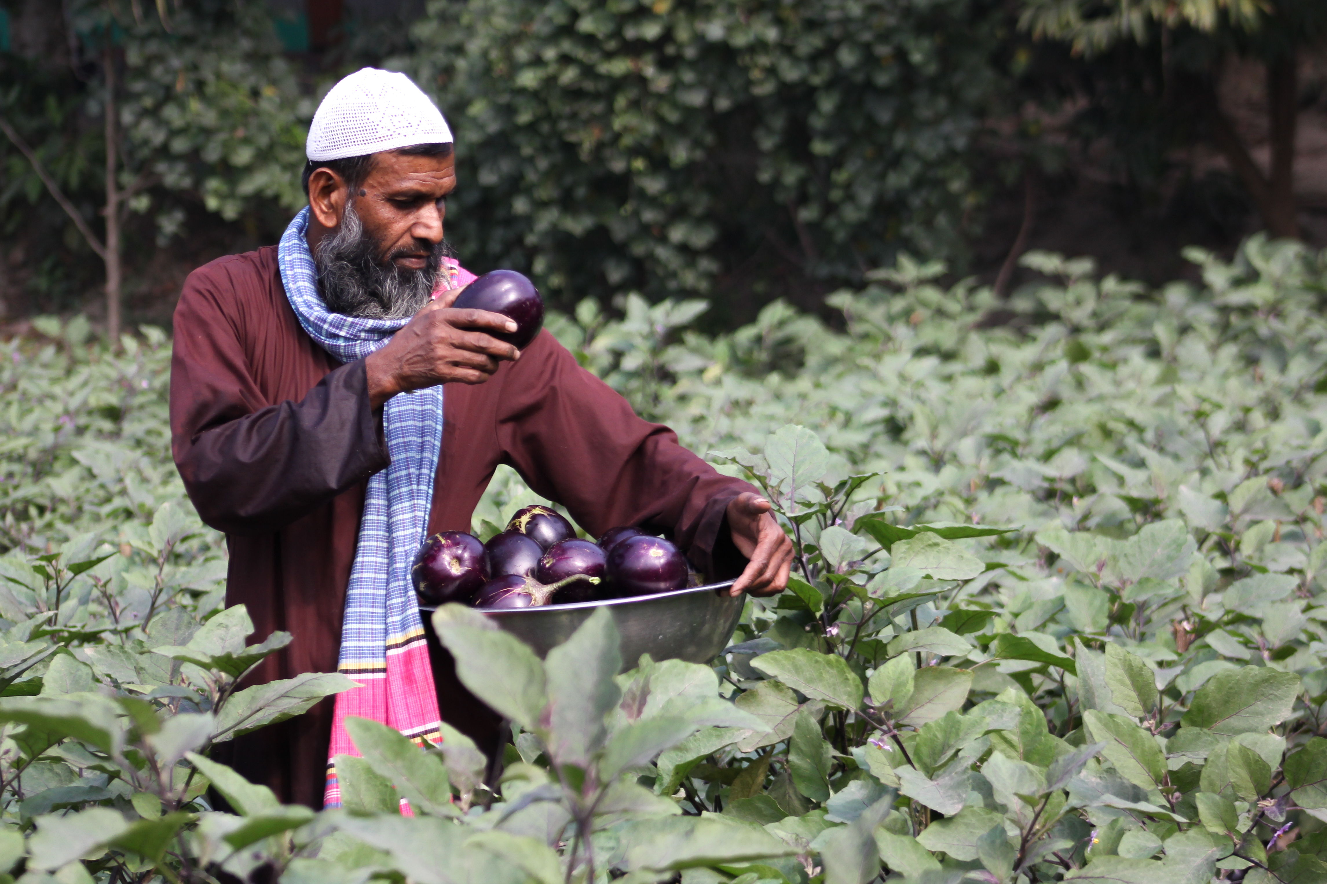 Bt Brinjal Photos