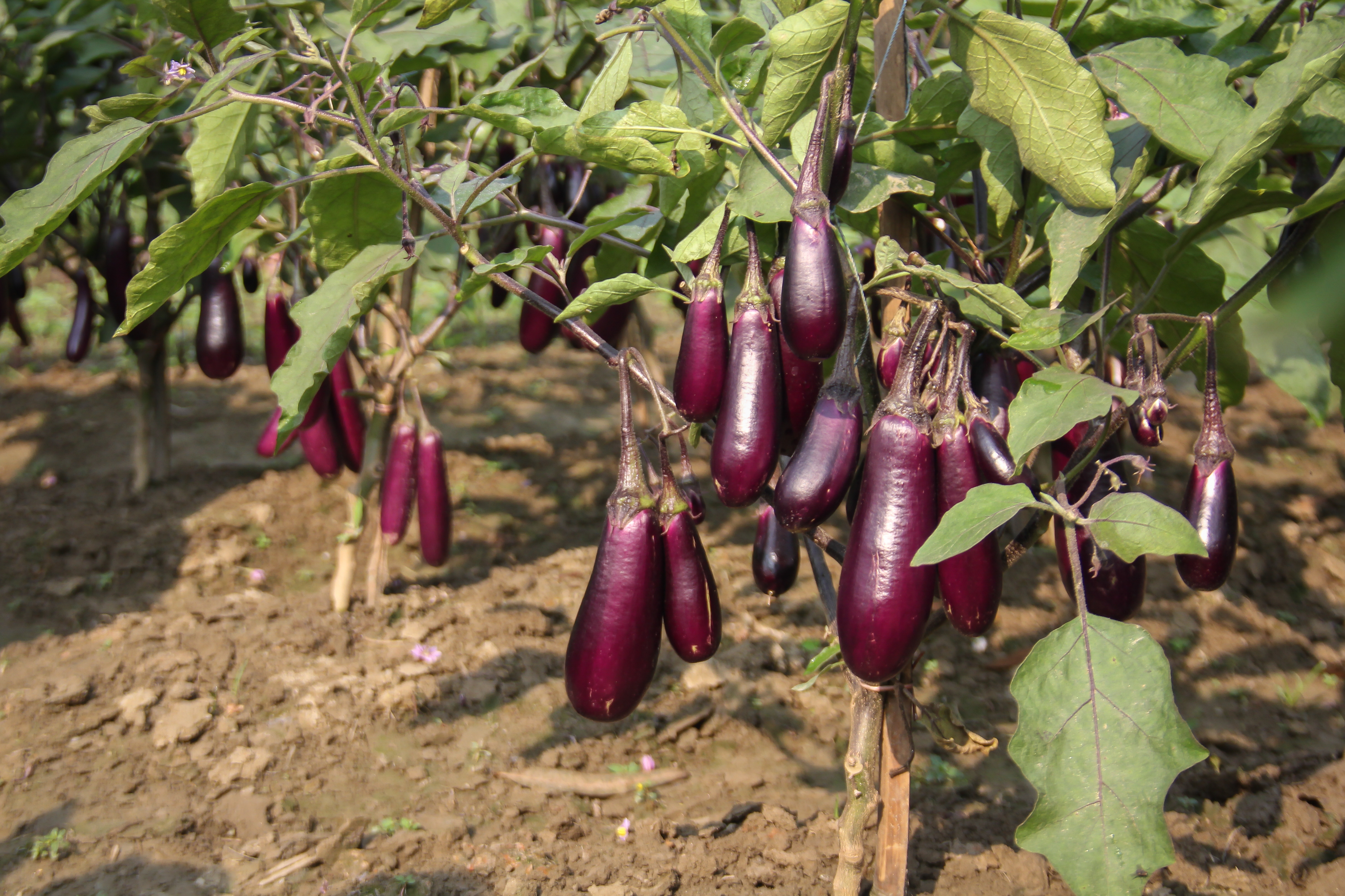 Bt Brinjal Photos